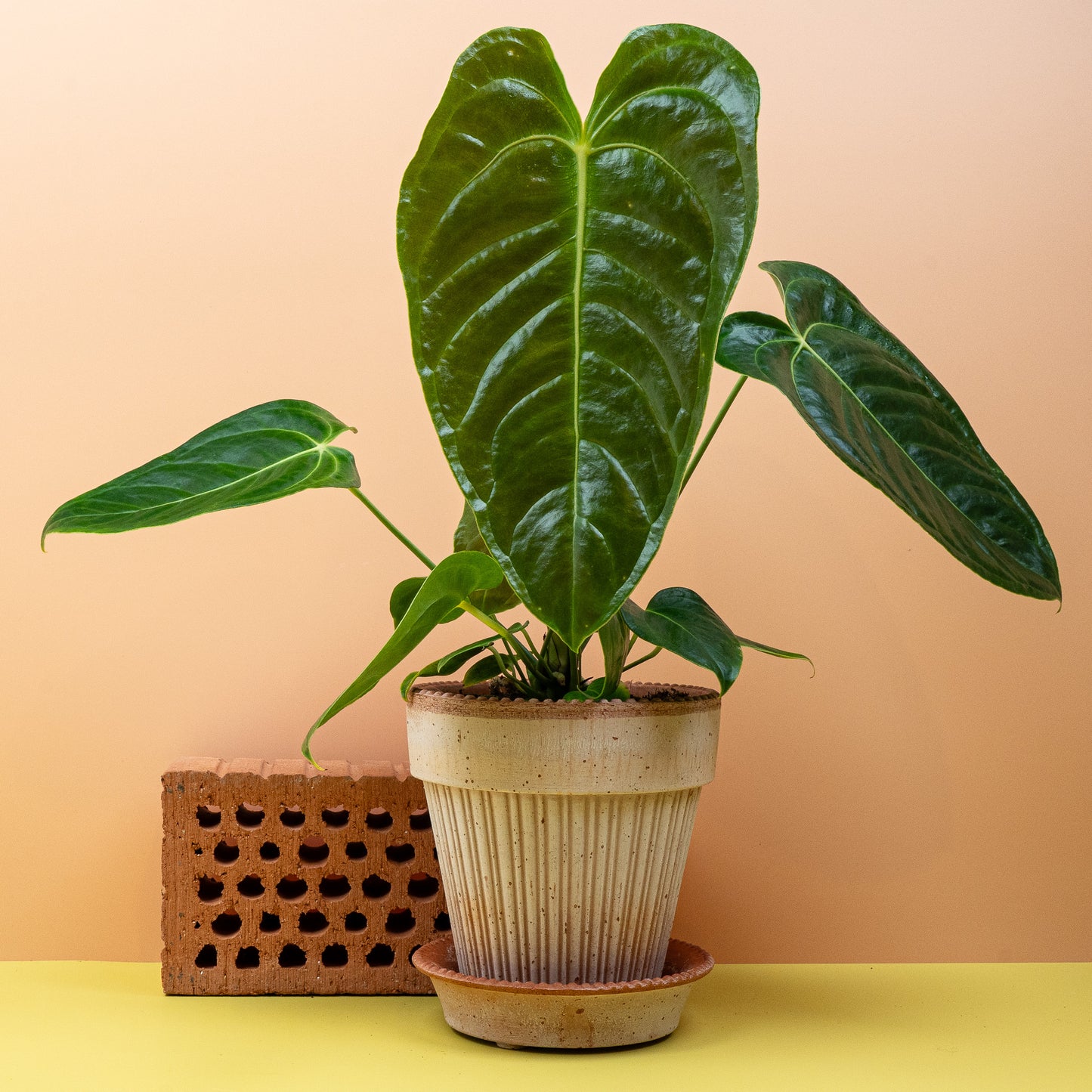 ANTHURIUM VEITCHII online bestellen bei potflourri