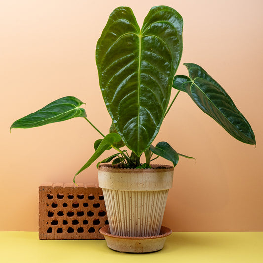 ANTHURIUM VEITCHII online bestellen bei potflourri