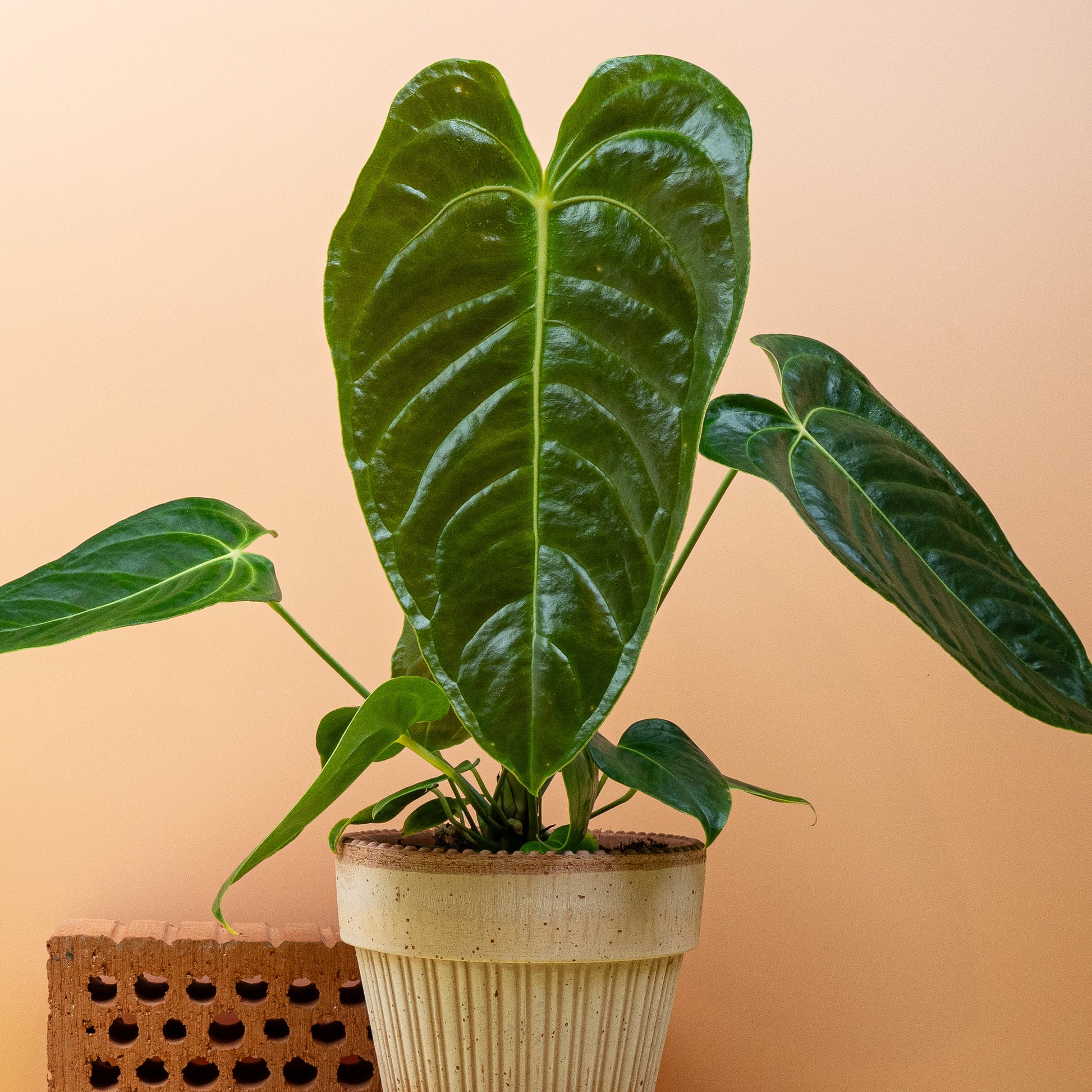 ANTHURIUM VEITCHII online bestellen bei potflourri