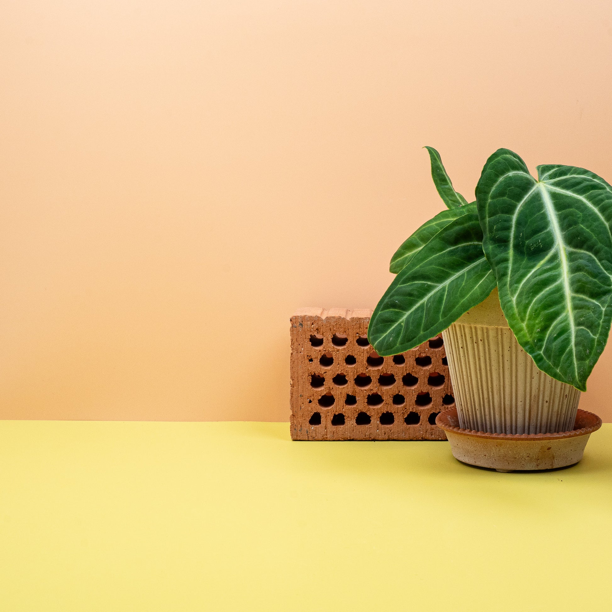 ANTHURIUM VILLENAORUM online bestellen bei potflourri