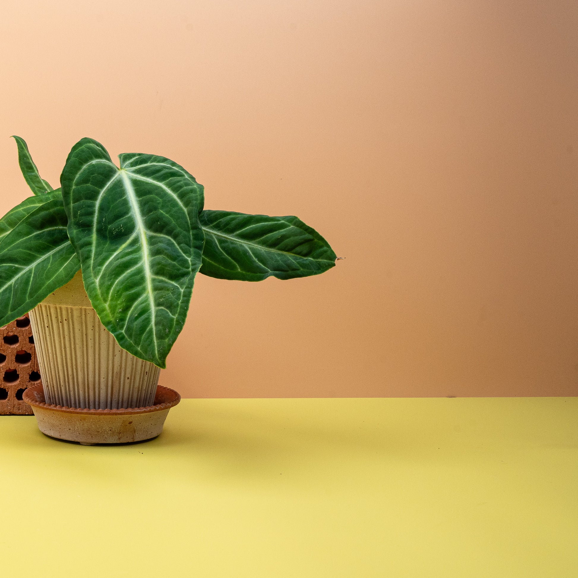 ANTHURIUM VILLENAORUM online bestellen bei potflourri