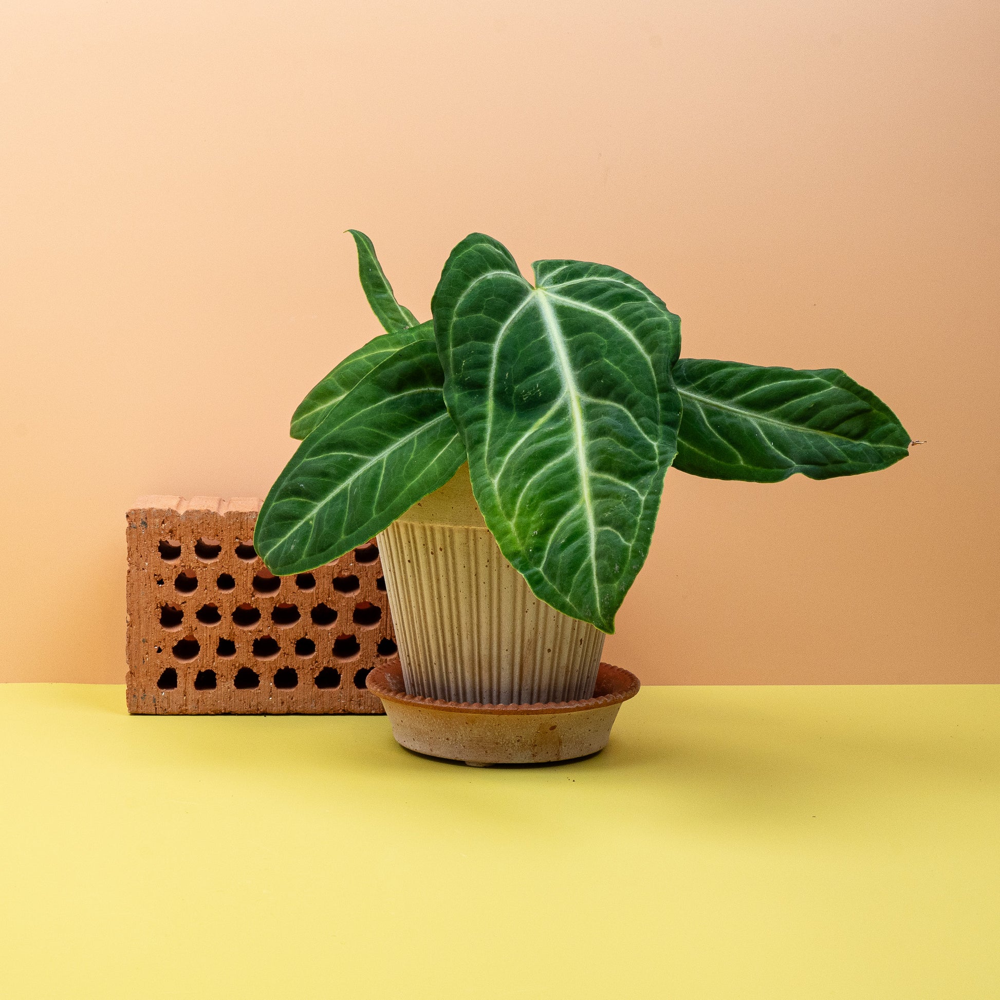 ANTHURIUM VILLENAORUM online bestellen bei potflourri