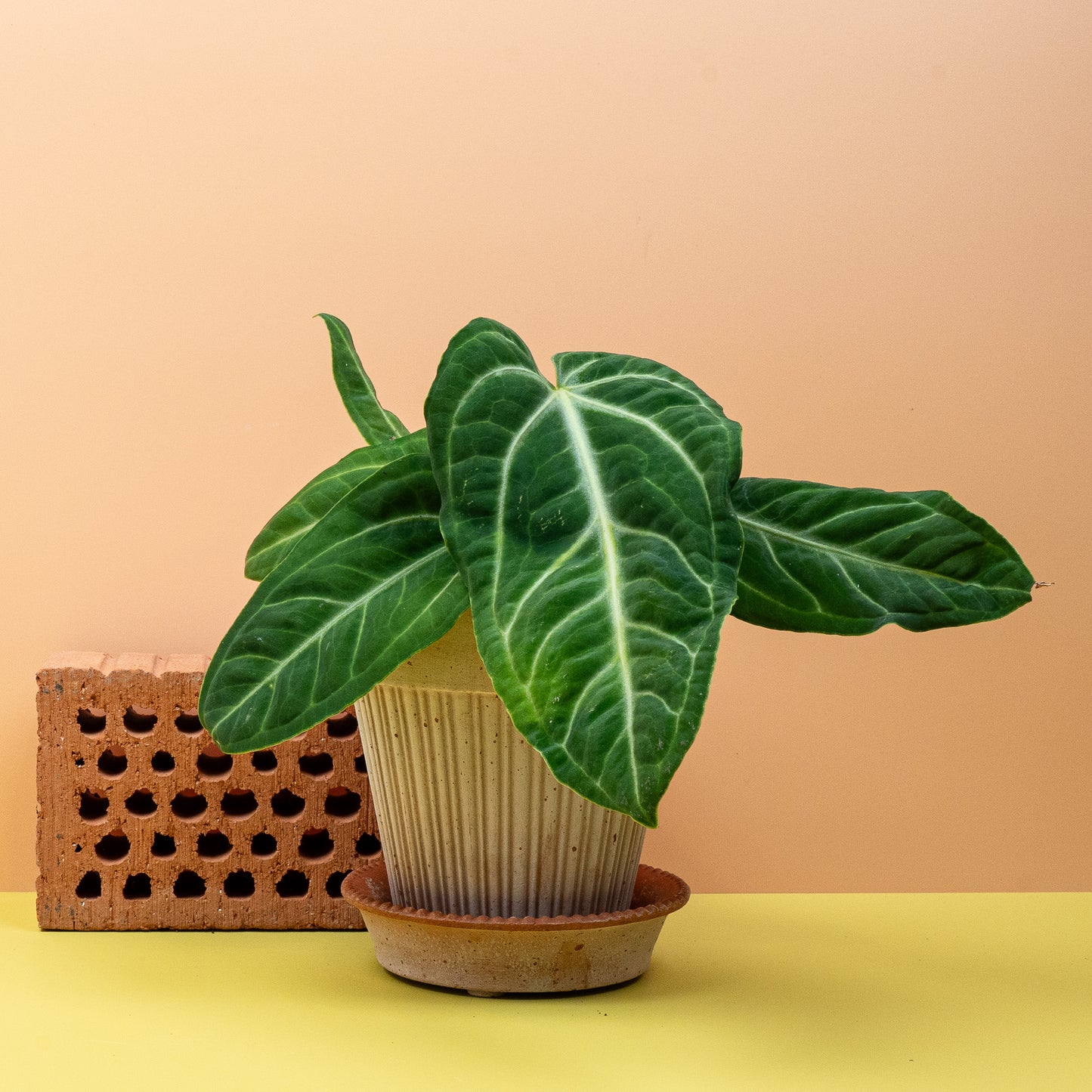 ANTHURIUM VILLENAORUM online bestellen bei potflourri