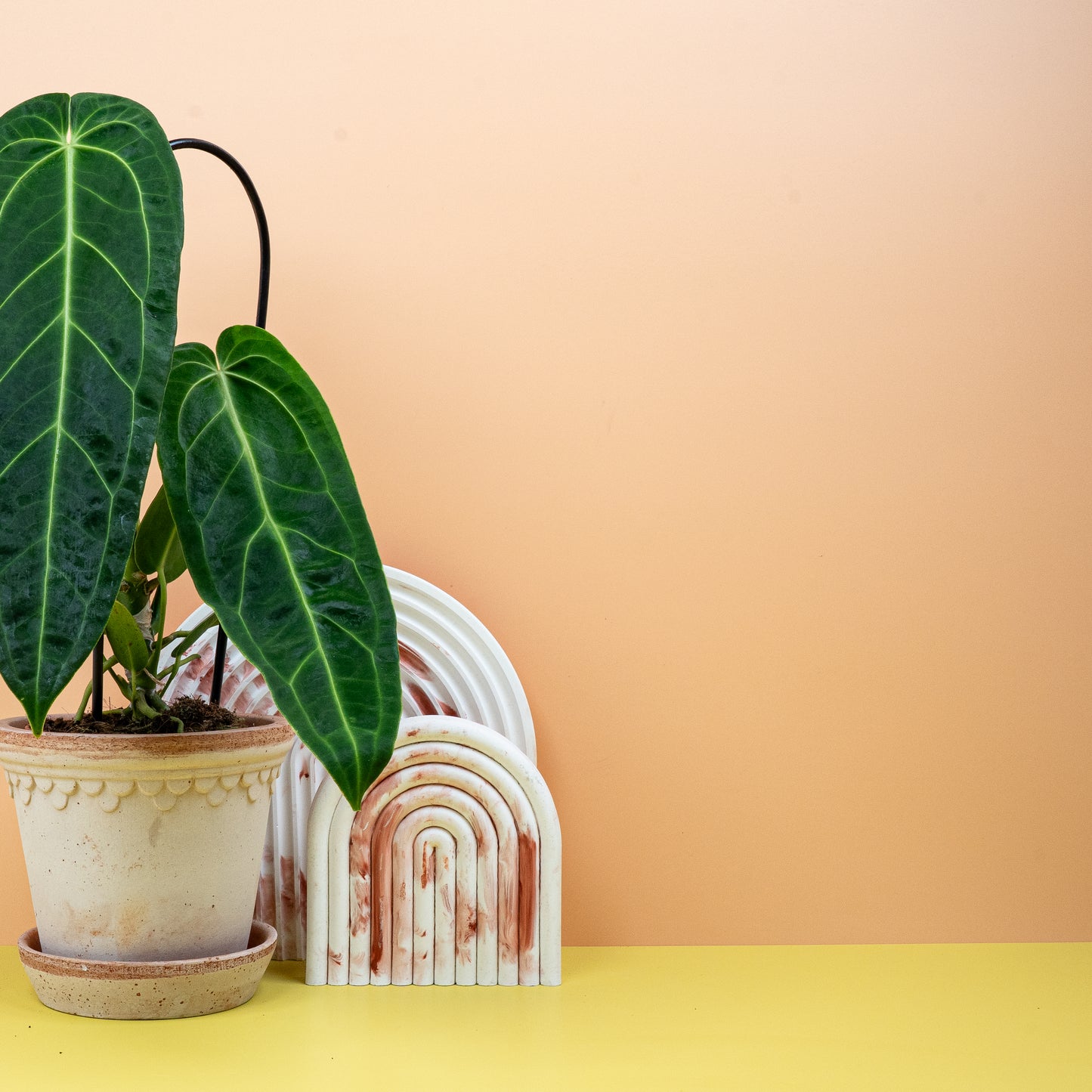 ANTHURIUM WAROCQUEANUM online bestellen bei potflourri