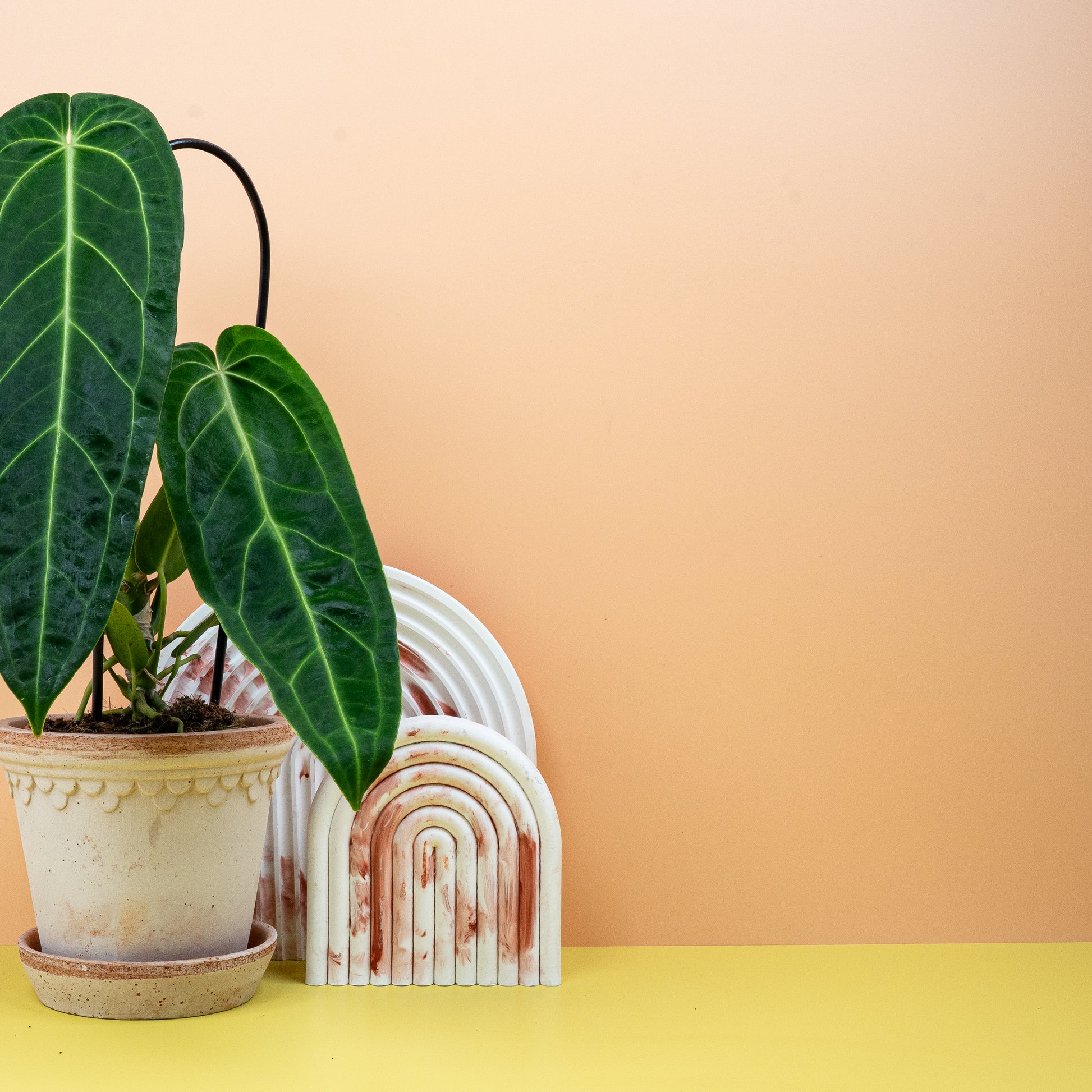 ANTHURIUM WAROCQUEANUM online bestellen bei potflourri