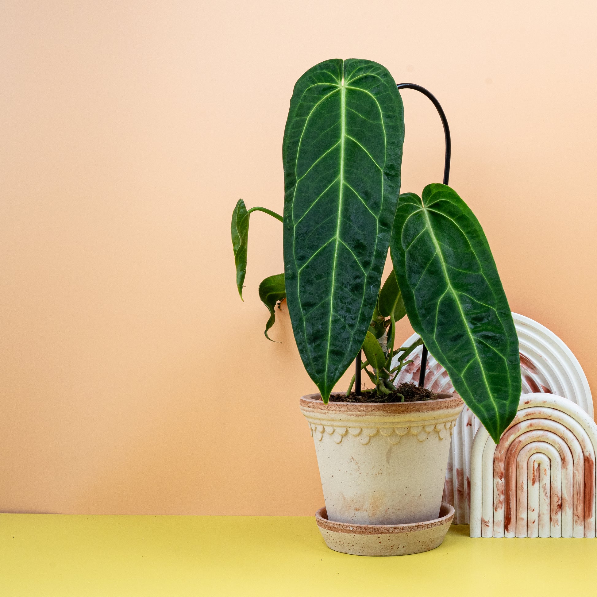 ANTHURIUM WAROCQUEANUM online bestellen bei potflourri