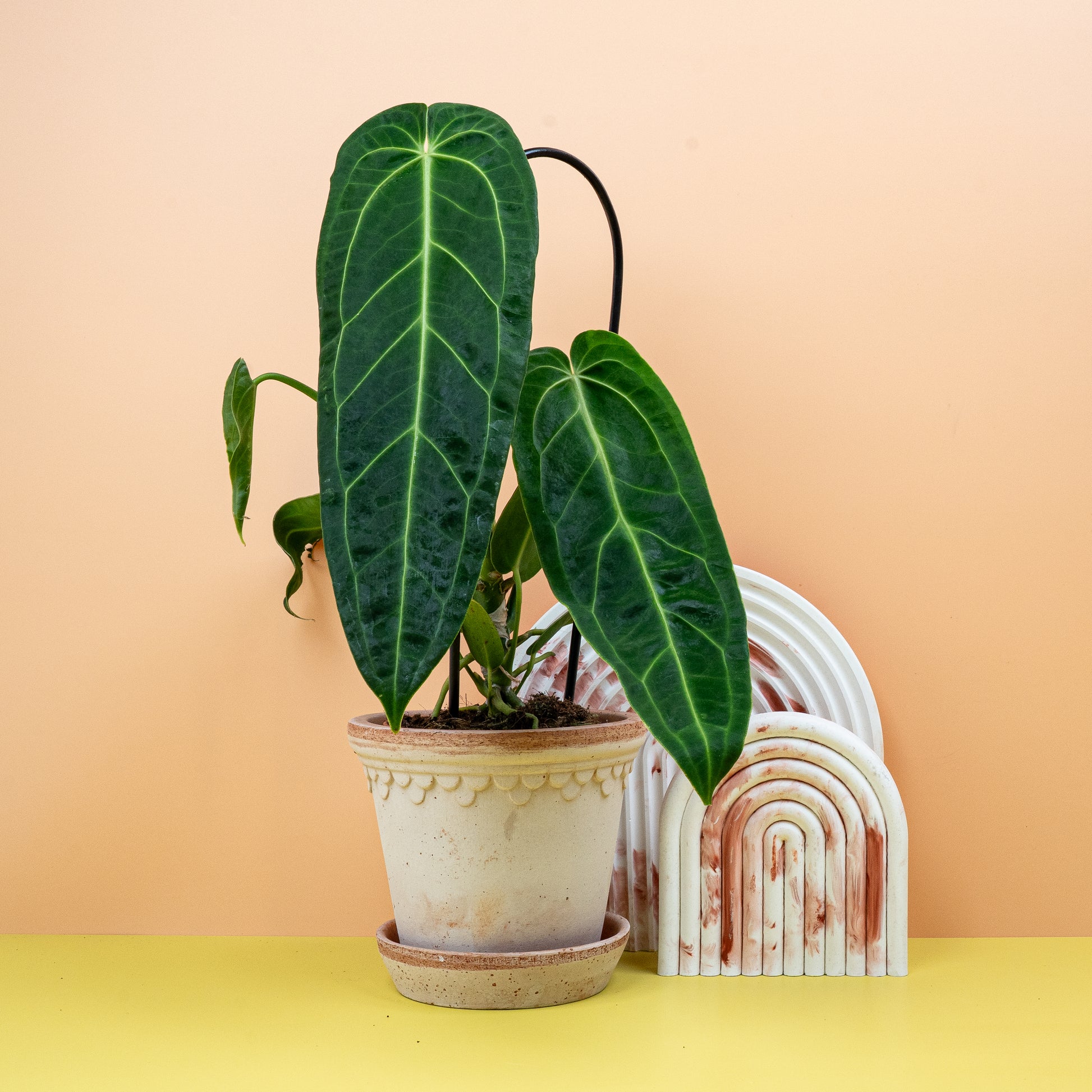 ANTHURIUM WAROCQUEANUM online bestellen bei potflourri