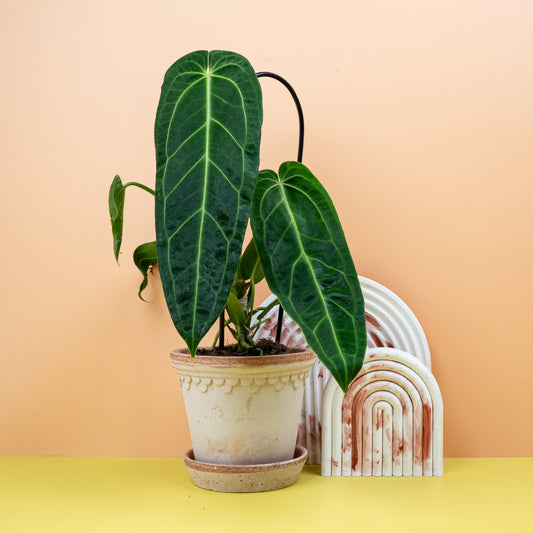 ANTHURIUM WAROCQUEANUM online bestellen bei potflourri