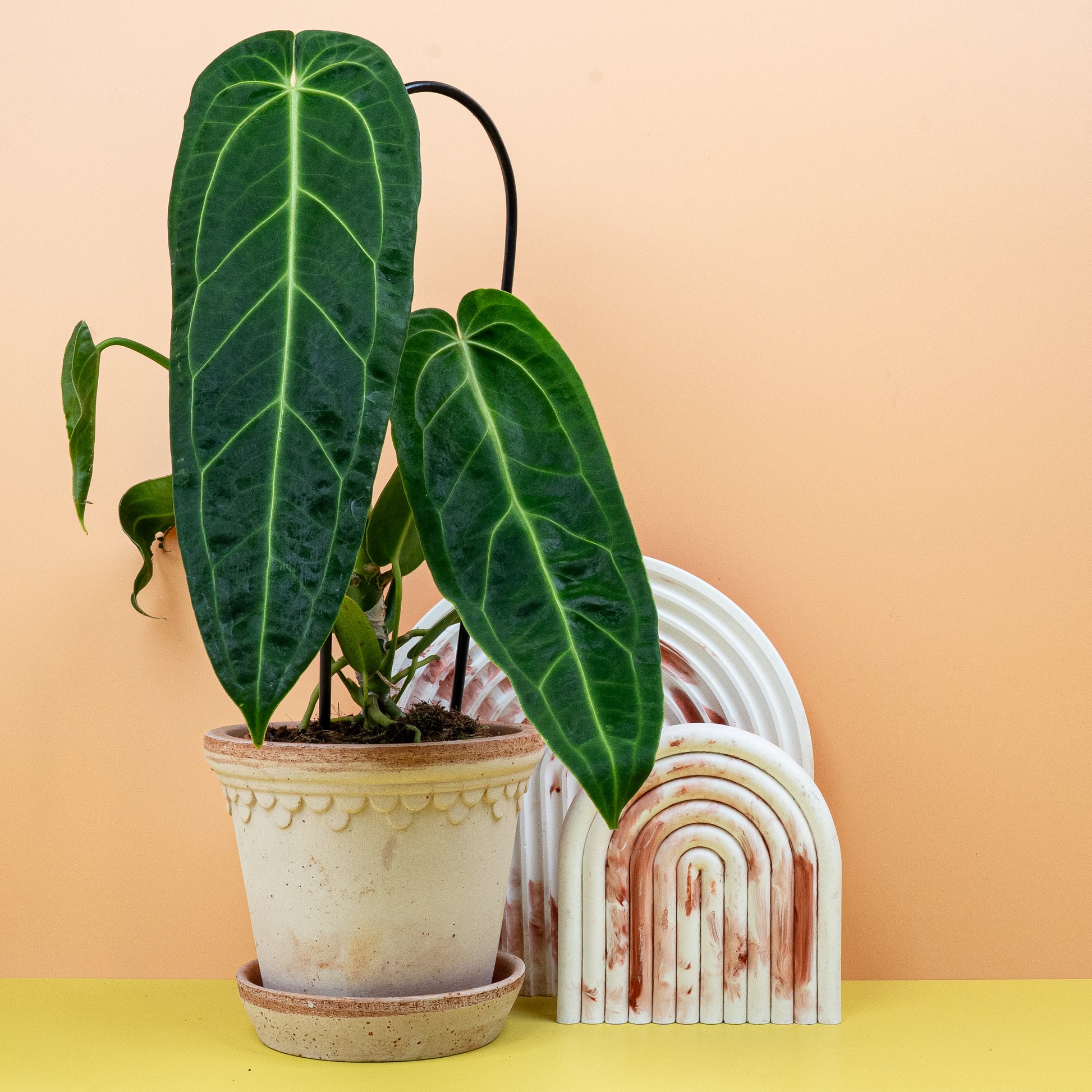 ANTHURIUM WAROCQUEANUM online bestellen bei potflourri