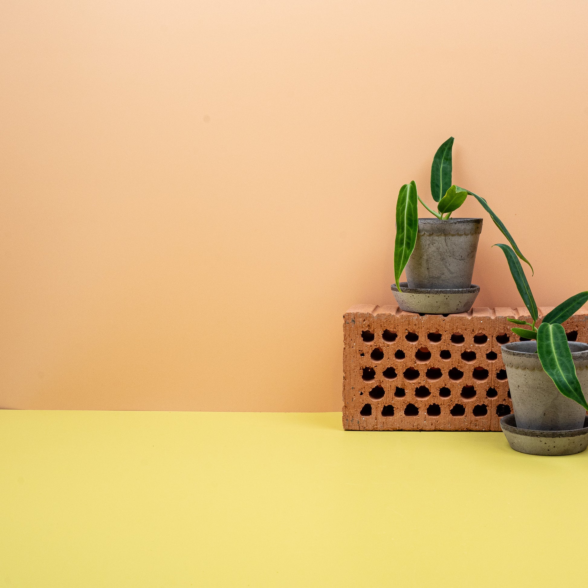 ANTHURIUM WAROCQUEANUM online bestellen bei potflourri