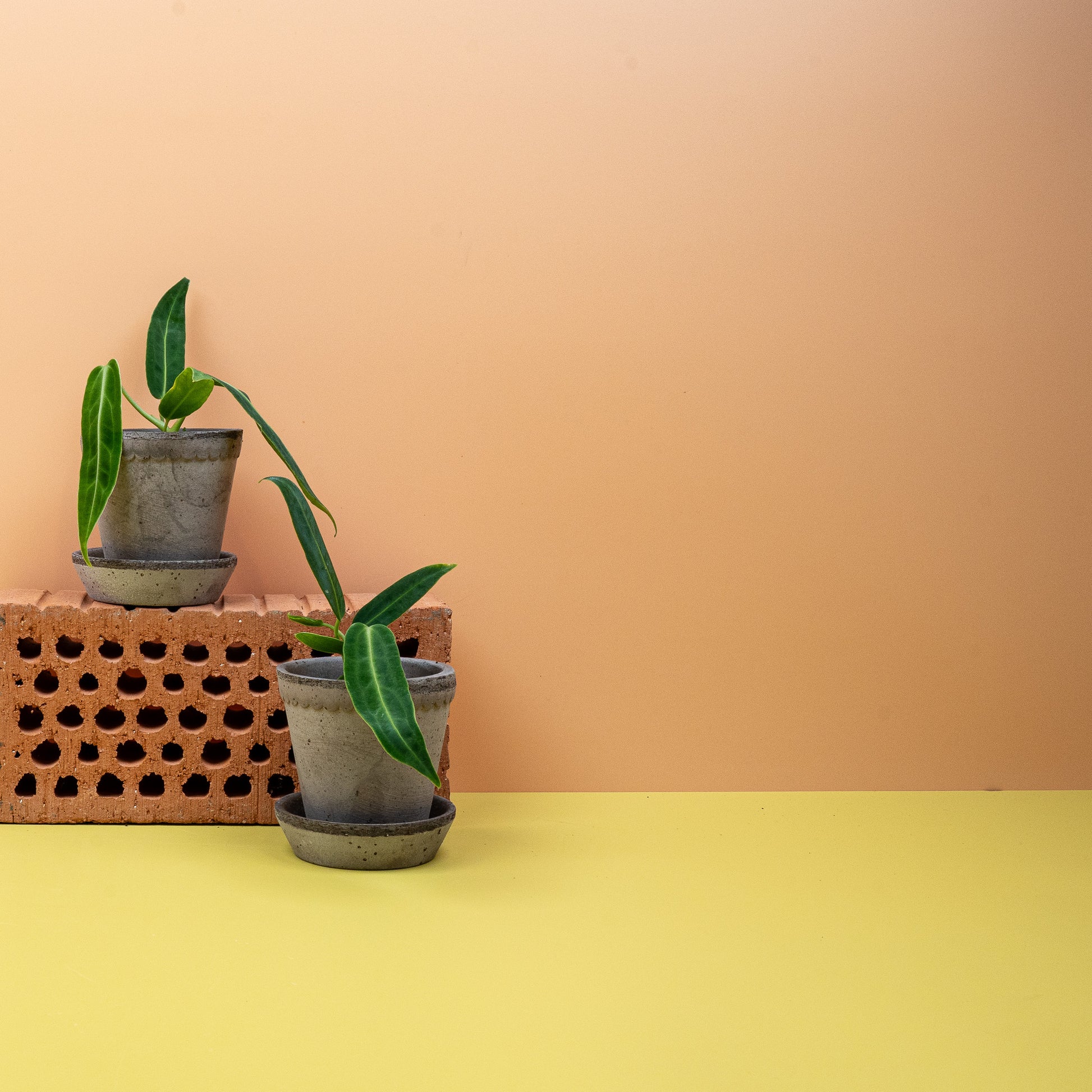 ANTHURIUM WAROCQUEANUM online bestellen bei potflourri