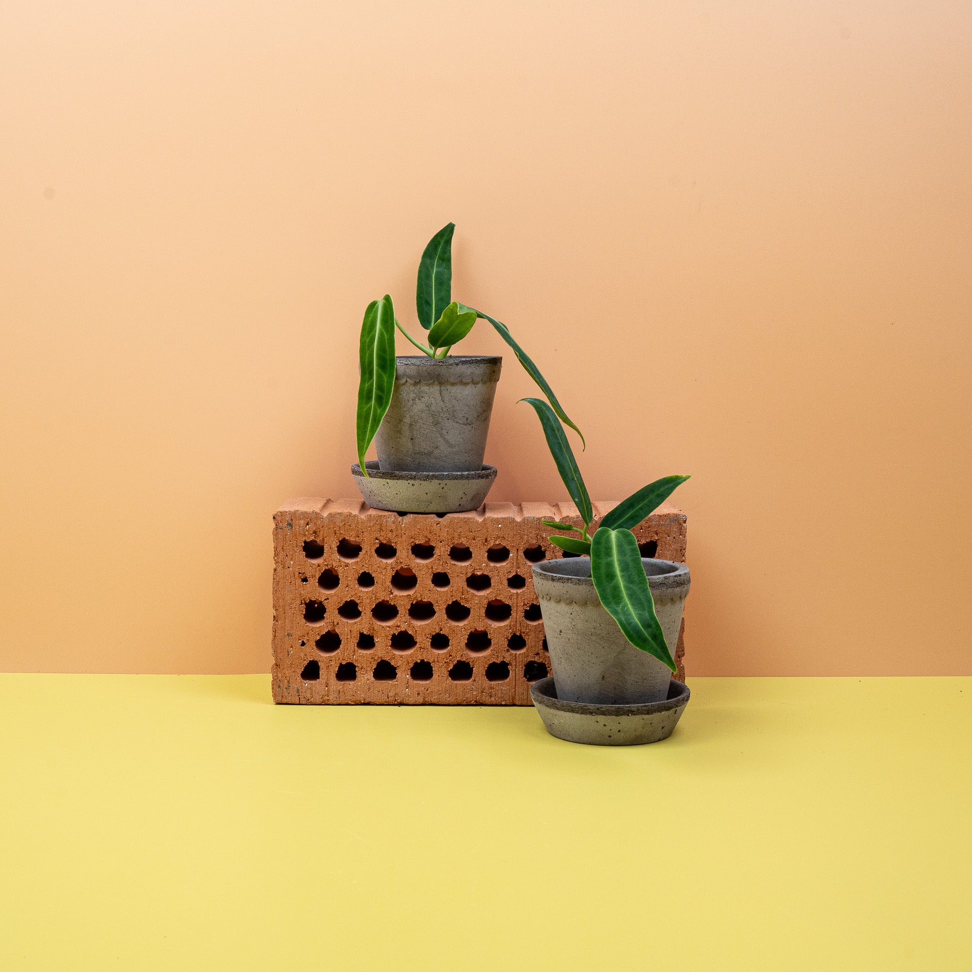 ANTHURIUM WAROCQUEANUM online bestellen bei potflourri