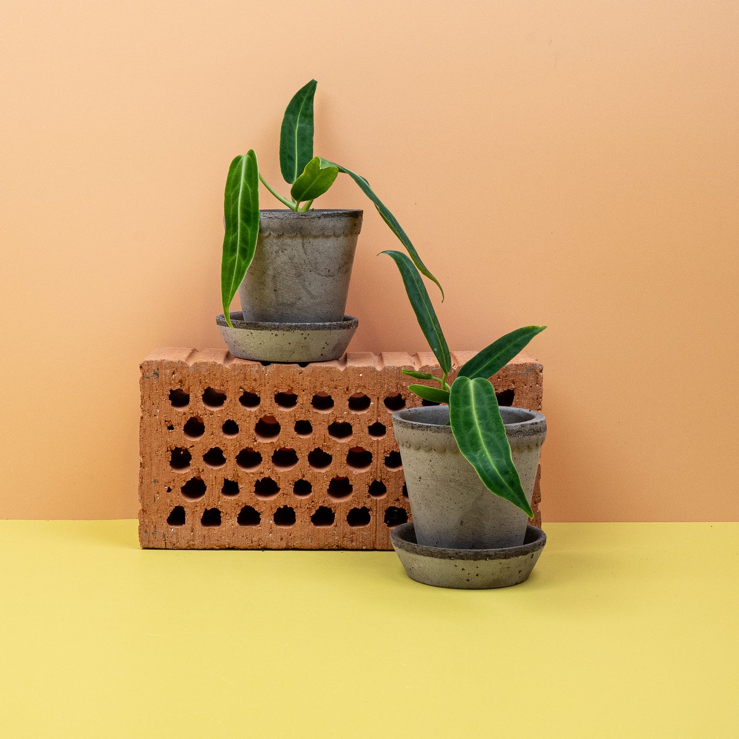 ANTHURIUM WAROCQUEANUM online bestellen bei potflourri