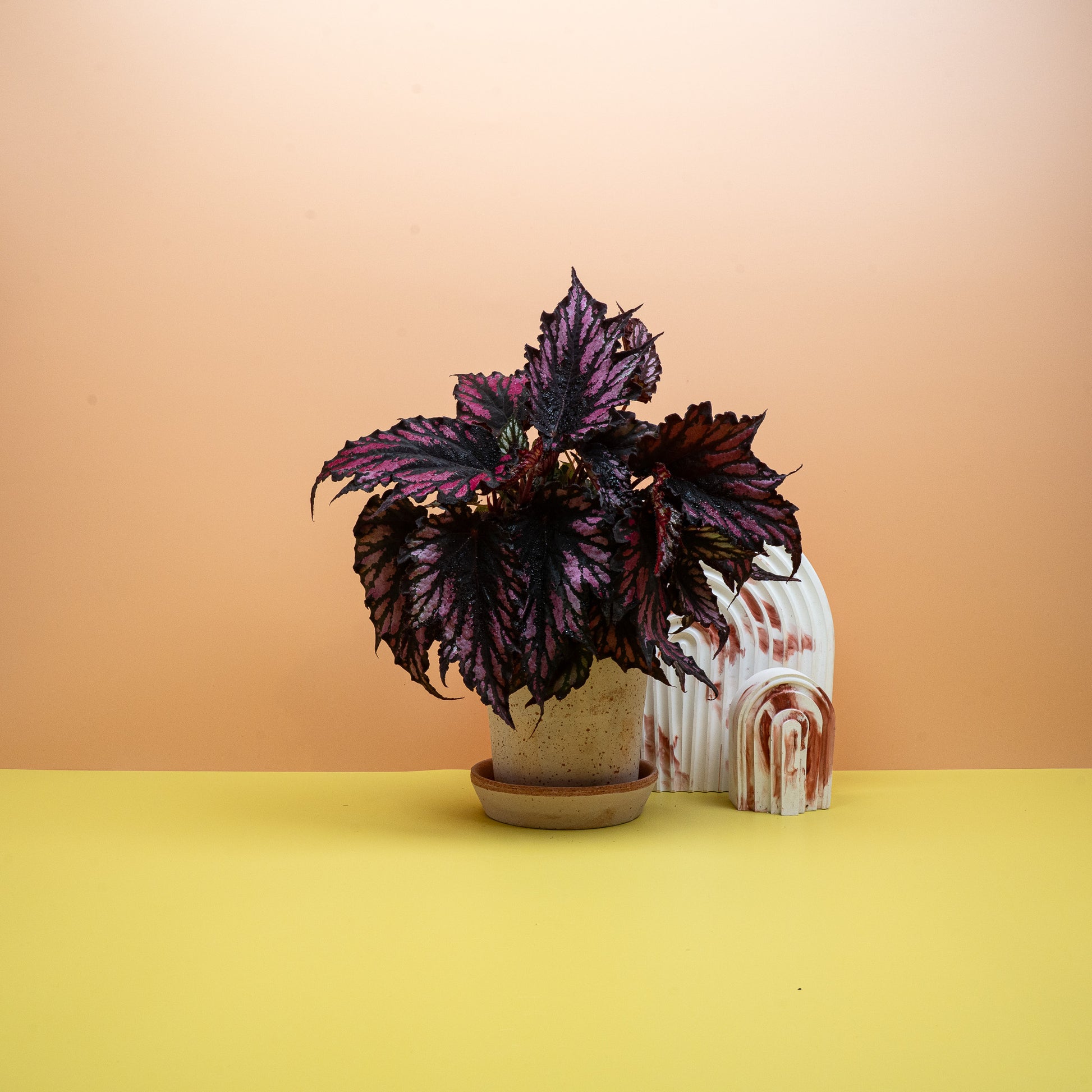 BEGONIA HELEN TEUPEL online bestellen bei potflourri