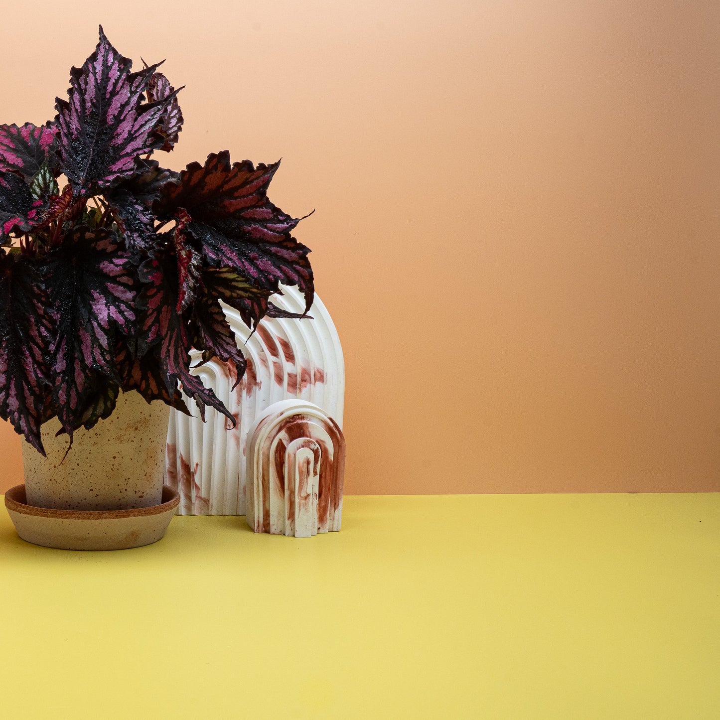 BEGONIA HELEN TEUPEL online bestellen bei potflourri