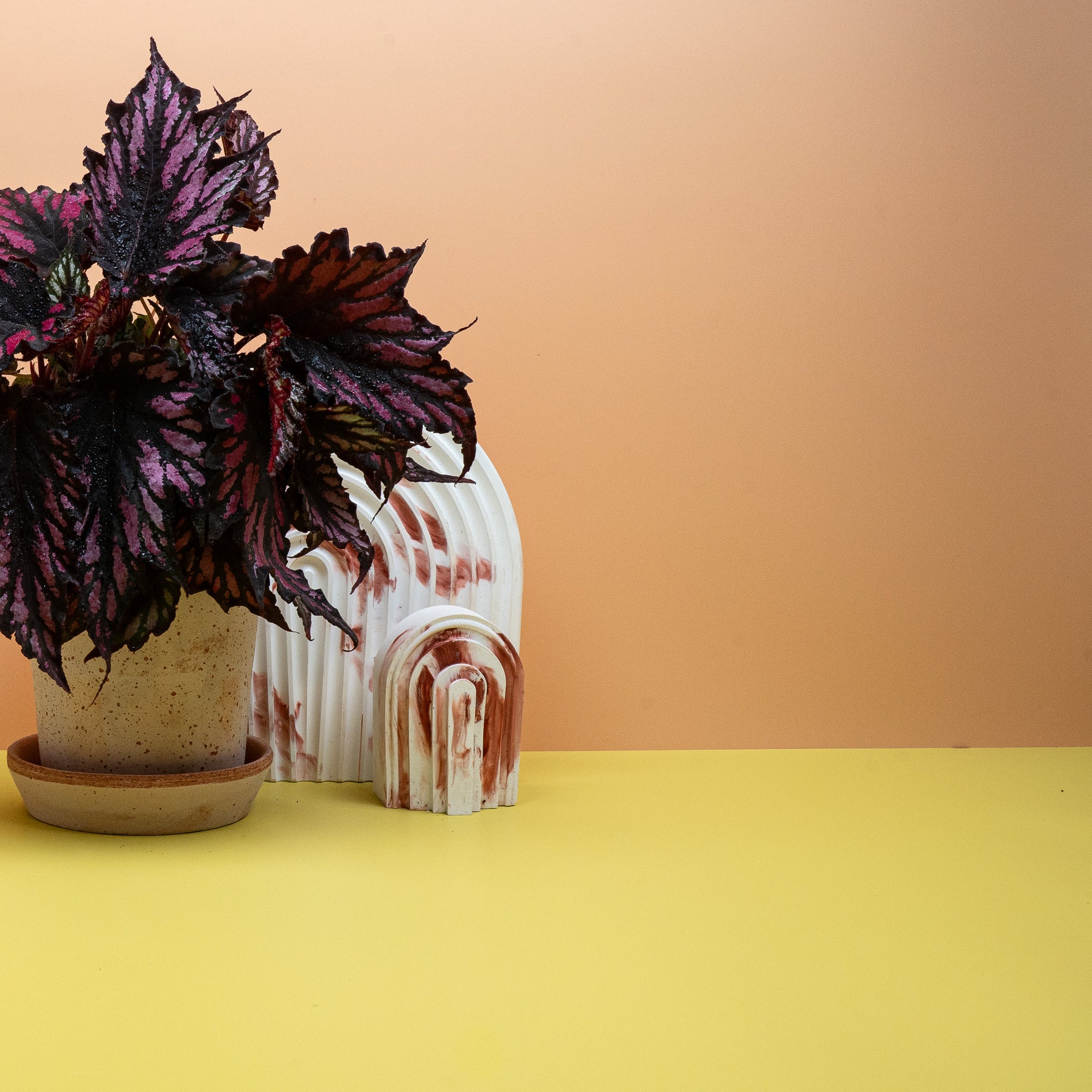 BEGONIA HELEN TEUPEL online bestellen bei potflourri