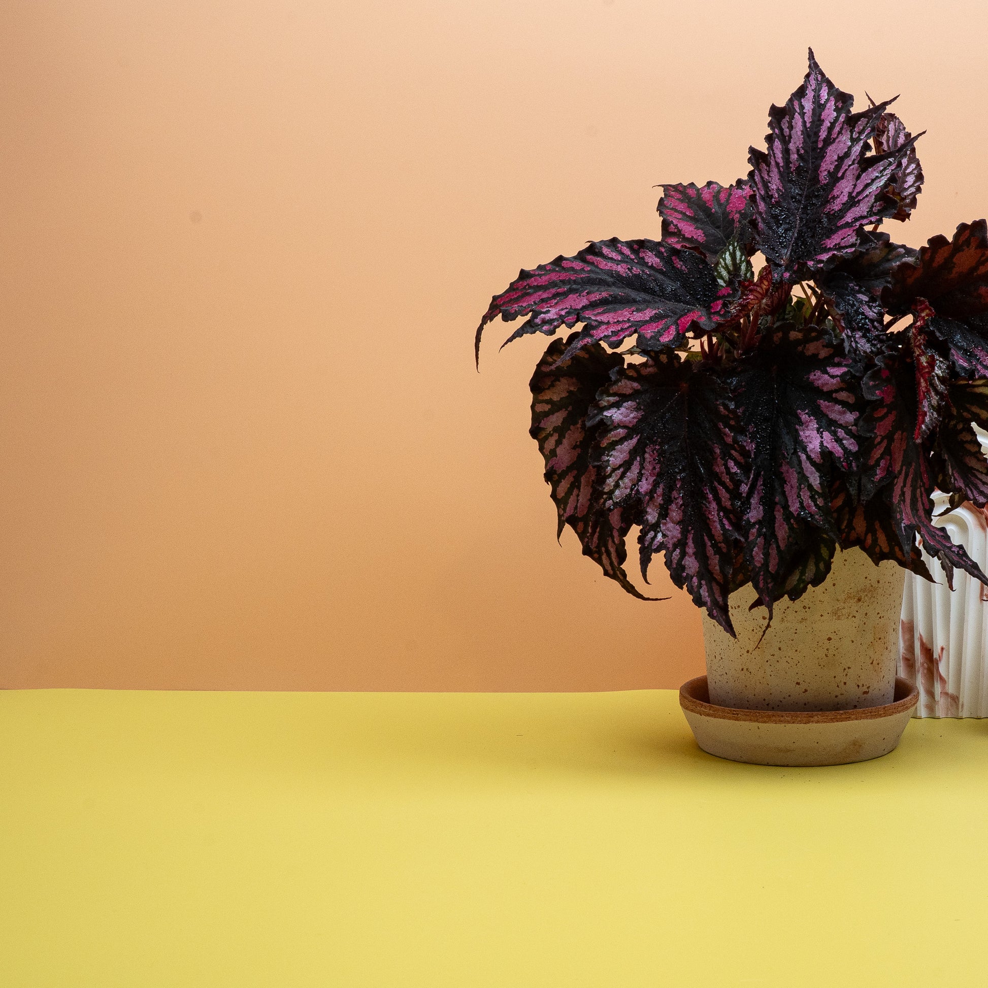 BEGONIA HELEN TEUPEL online bestellen bei potflourri