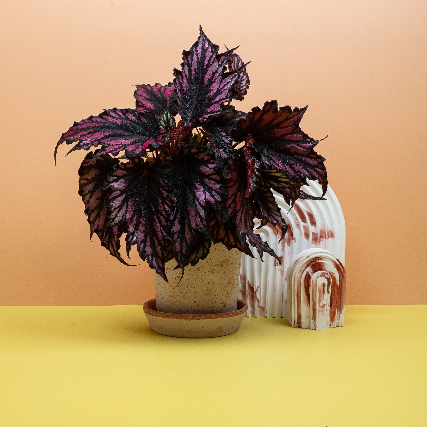 BEGONIA HELEN TEUPEL online bestellen bei potflourri
