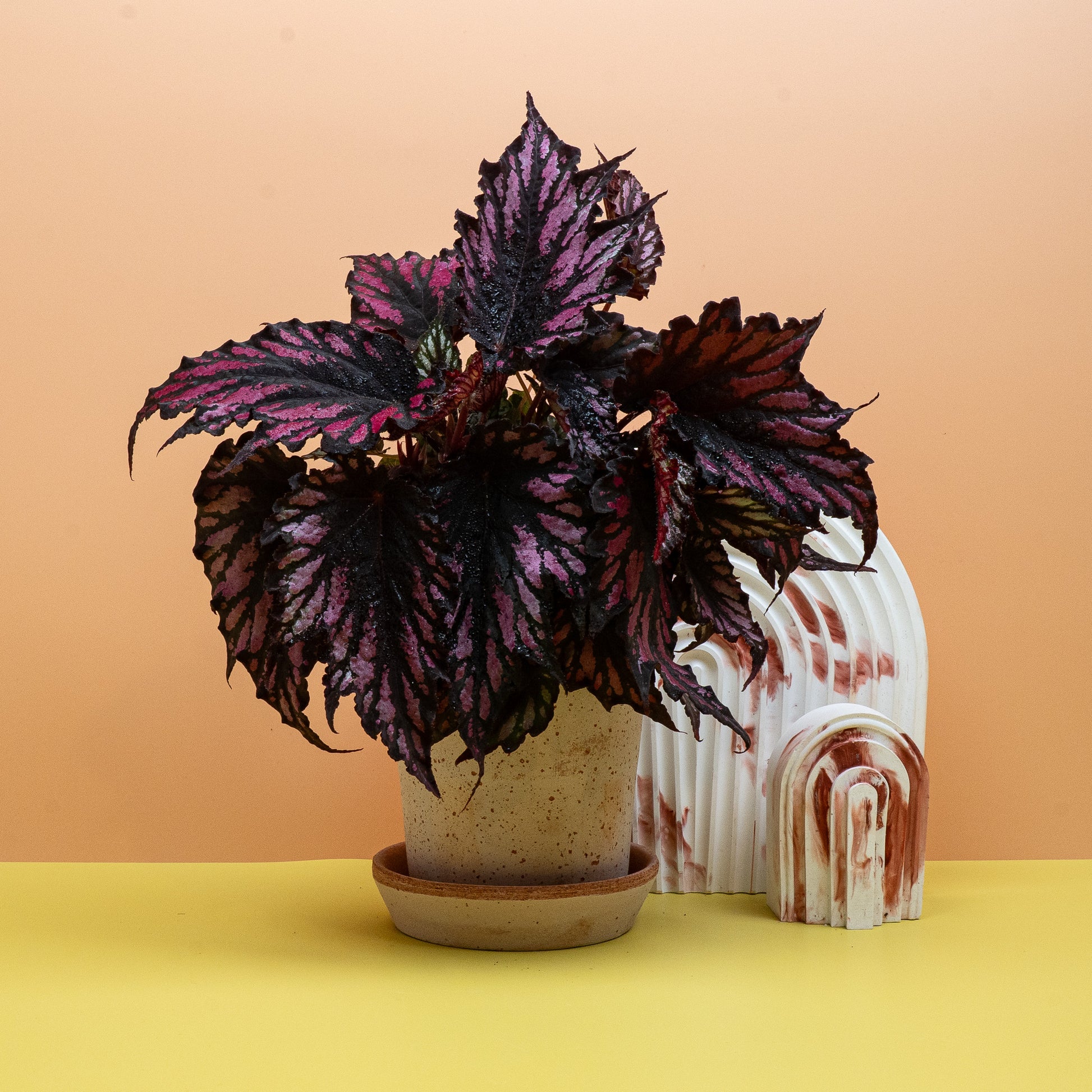 BEGONIA HELEN TEUPEL online bestellen bei potflourri