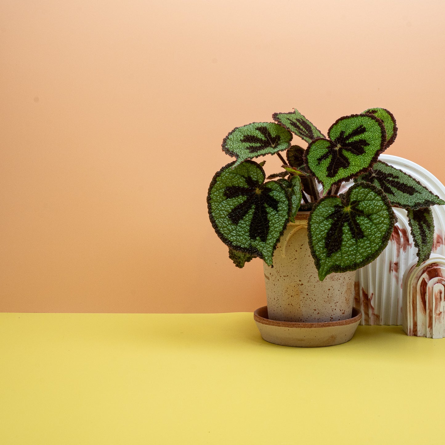 BEGONIA MASONIANA MOUNTAIN online bestellen bei potflourri