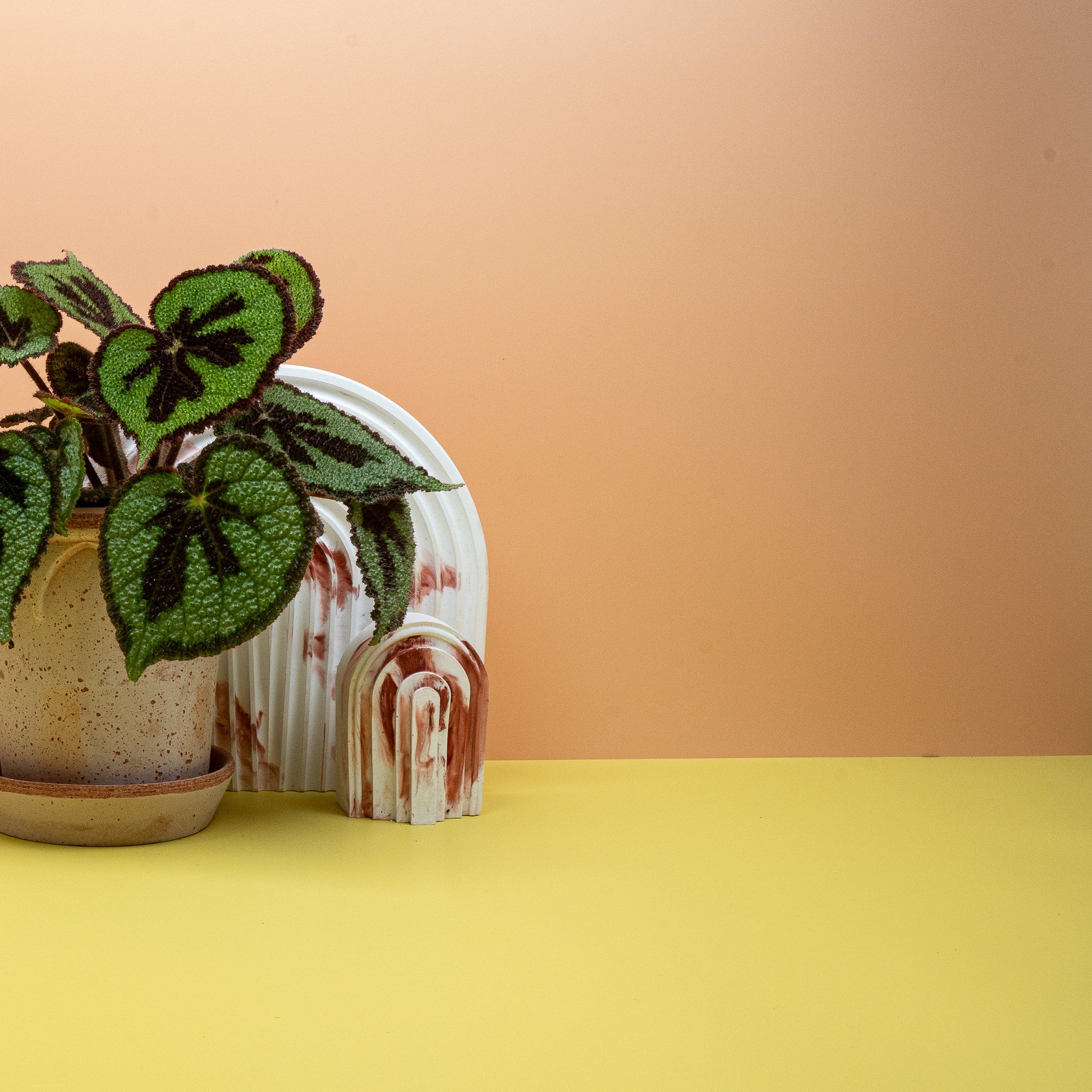 BEGONIA MASONIANA MOUNTAIN online bestellen bei potflourri