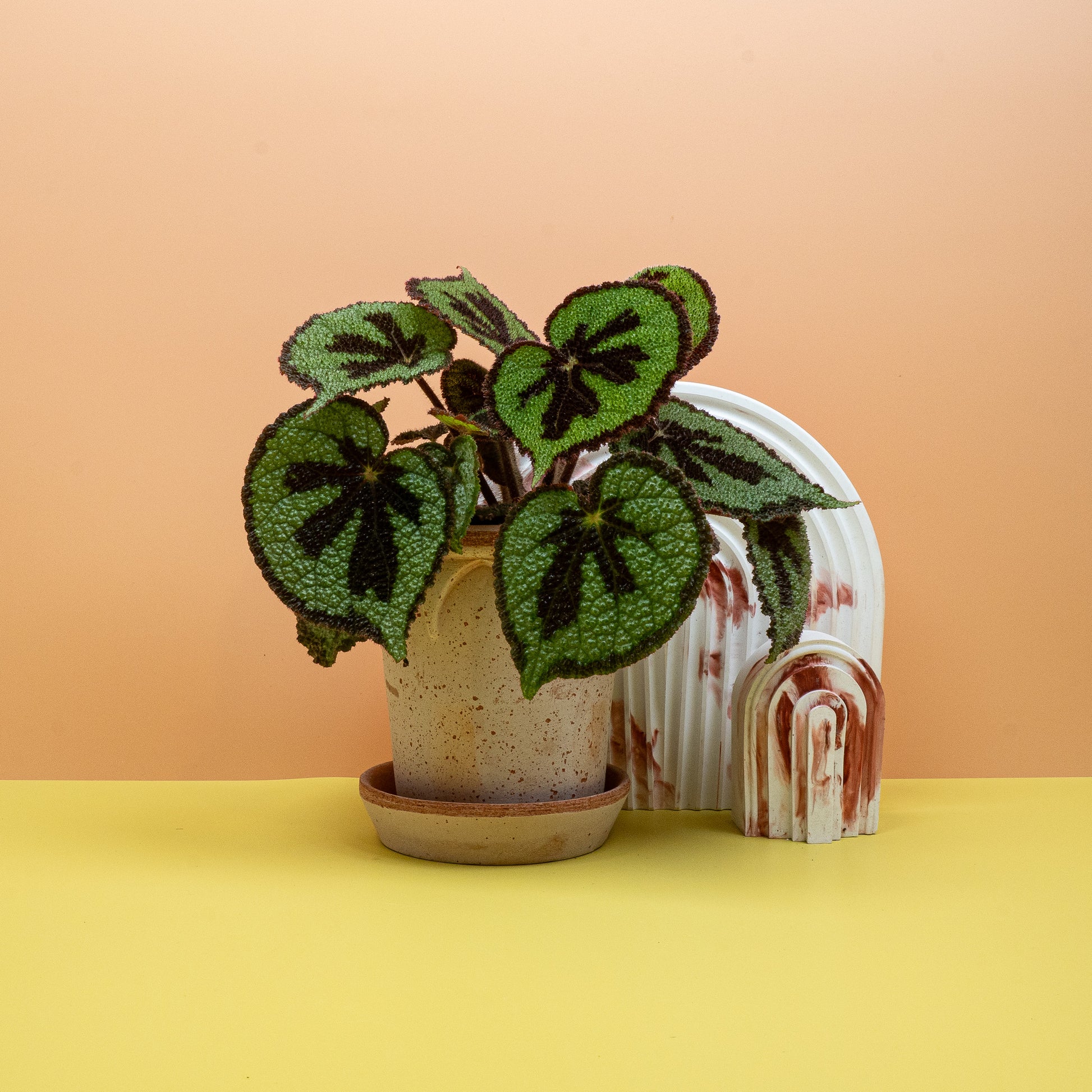 BEGONIA MASONIANA MOUNTAIN online bestellen bei potflourri