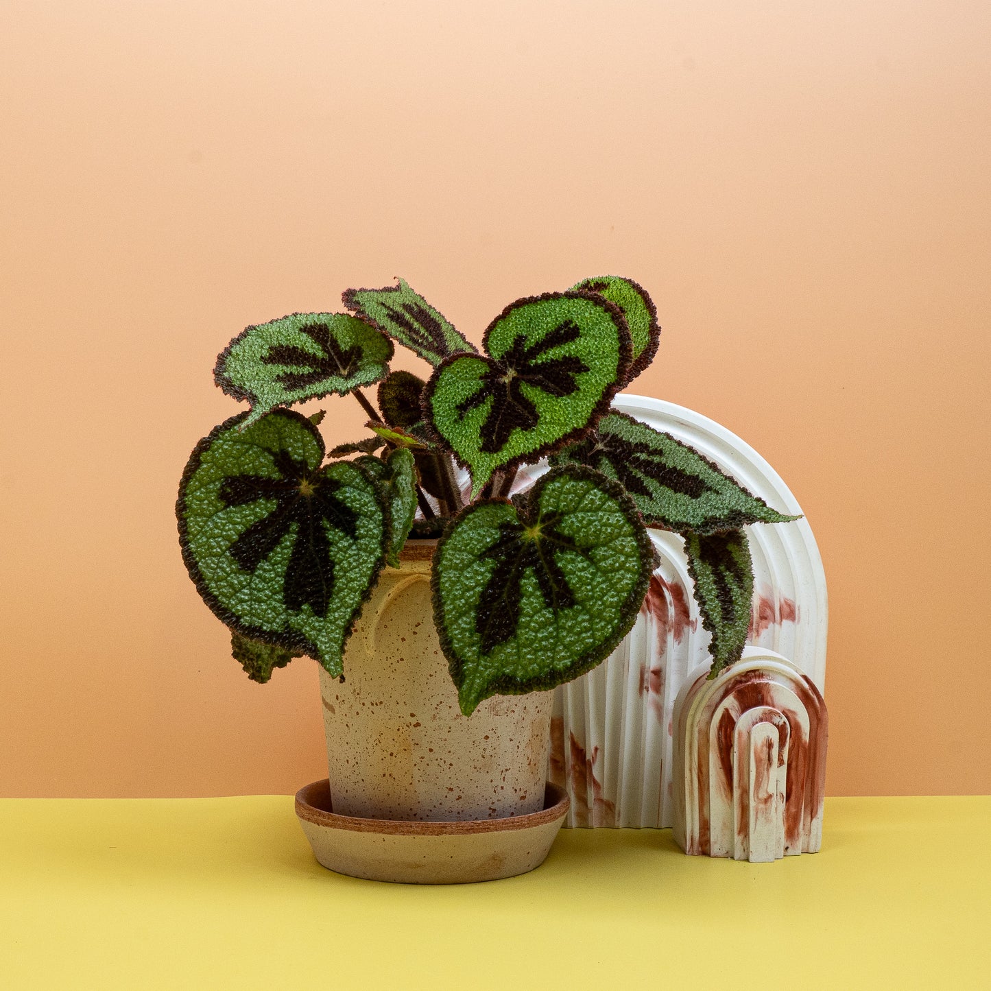 BEGONIA MASONIANA MOUNTAIN online bestellen bei potflourri