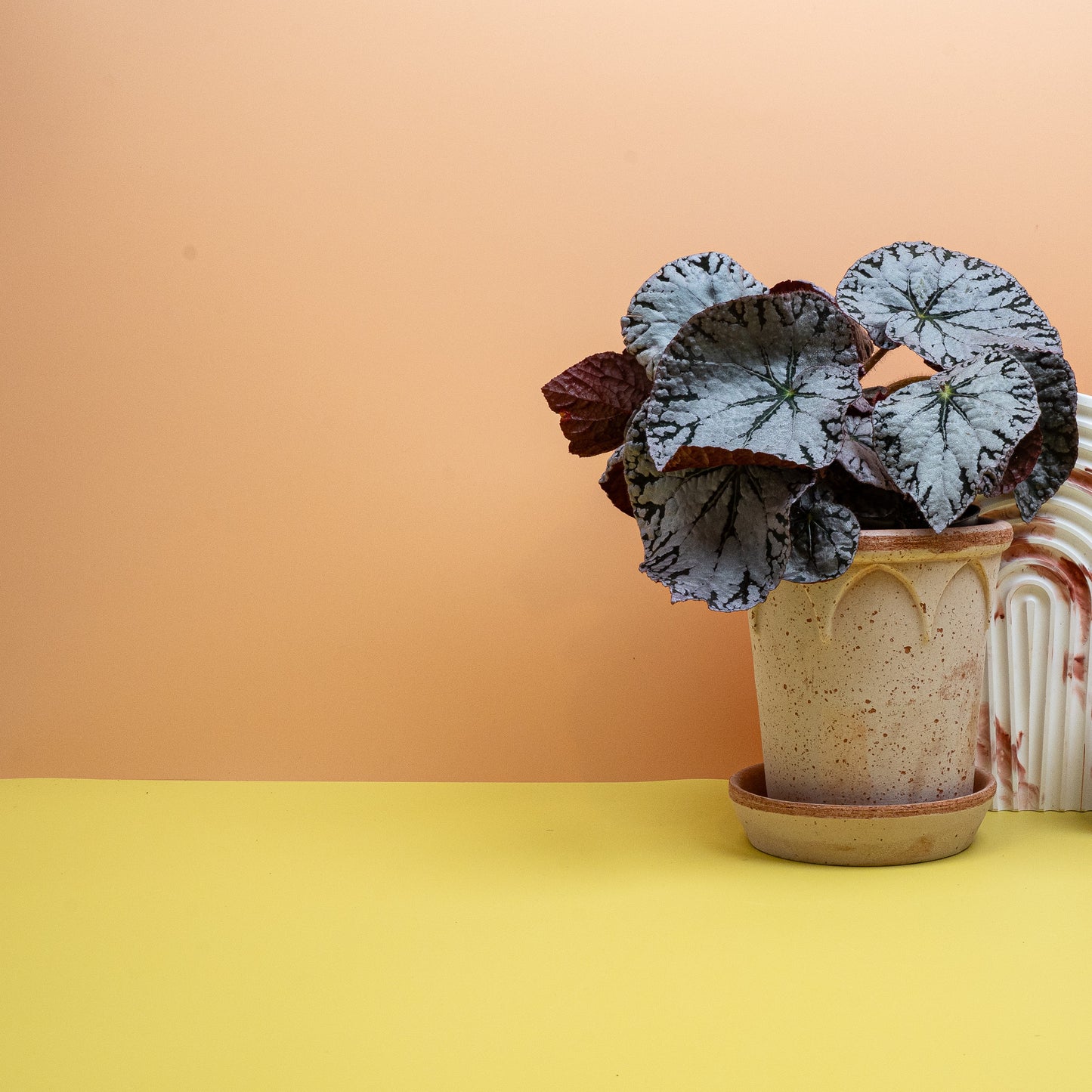 BEGONIA REX SILVER LACE online bestellen bei potflourri
