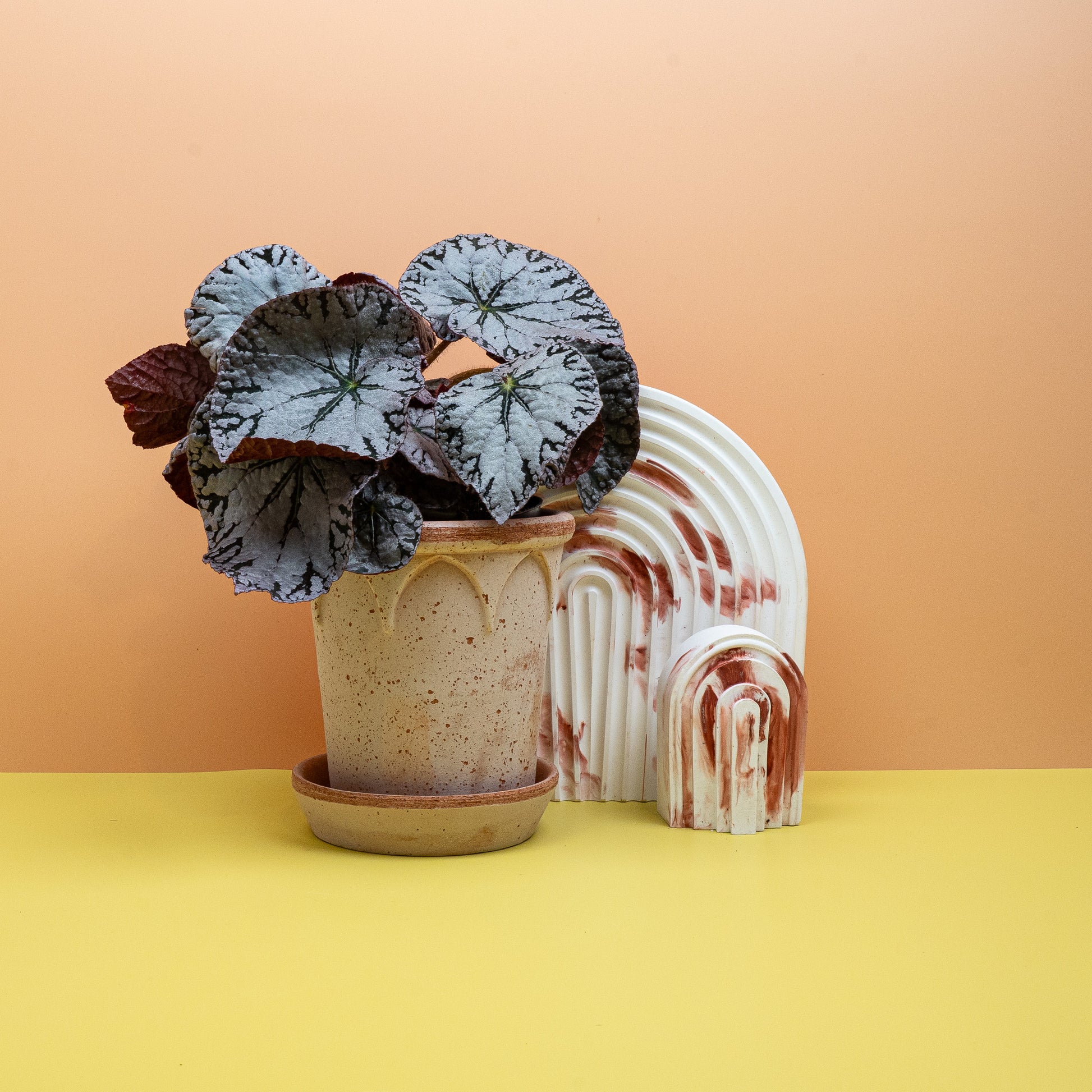 BEGONIA REX SILVER LACE online bestellen bei potflourri