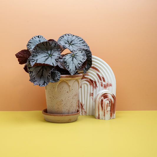 BEGONIA REX SILVER LACE online bestellen bei potflourri