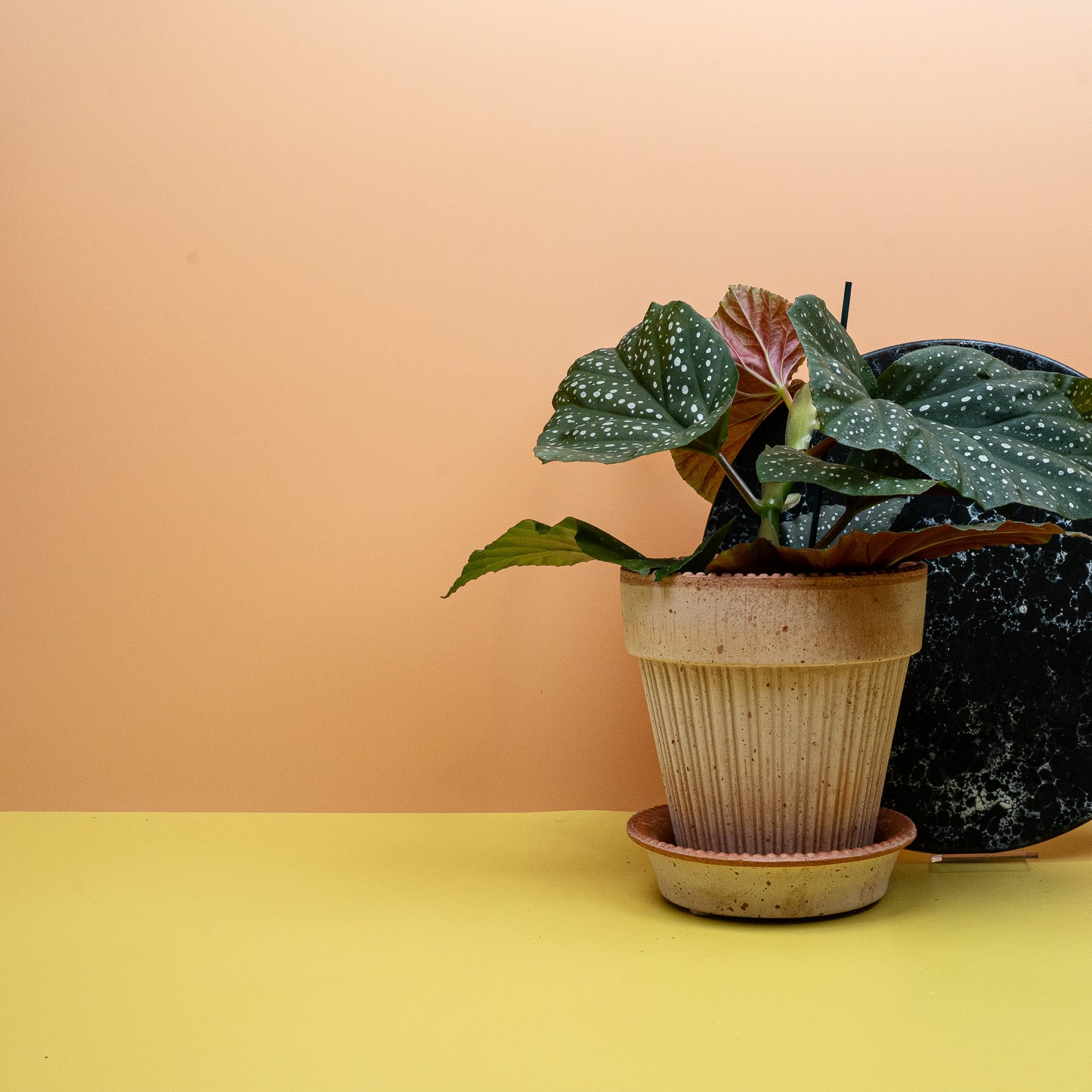 BEGONIA WINGS  CORALLINA online bestellen bei potflourri