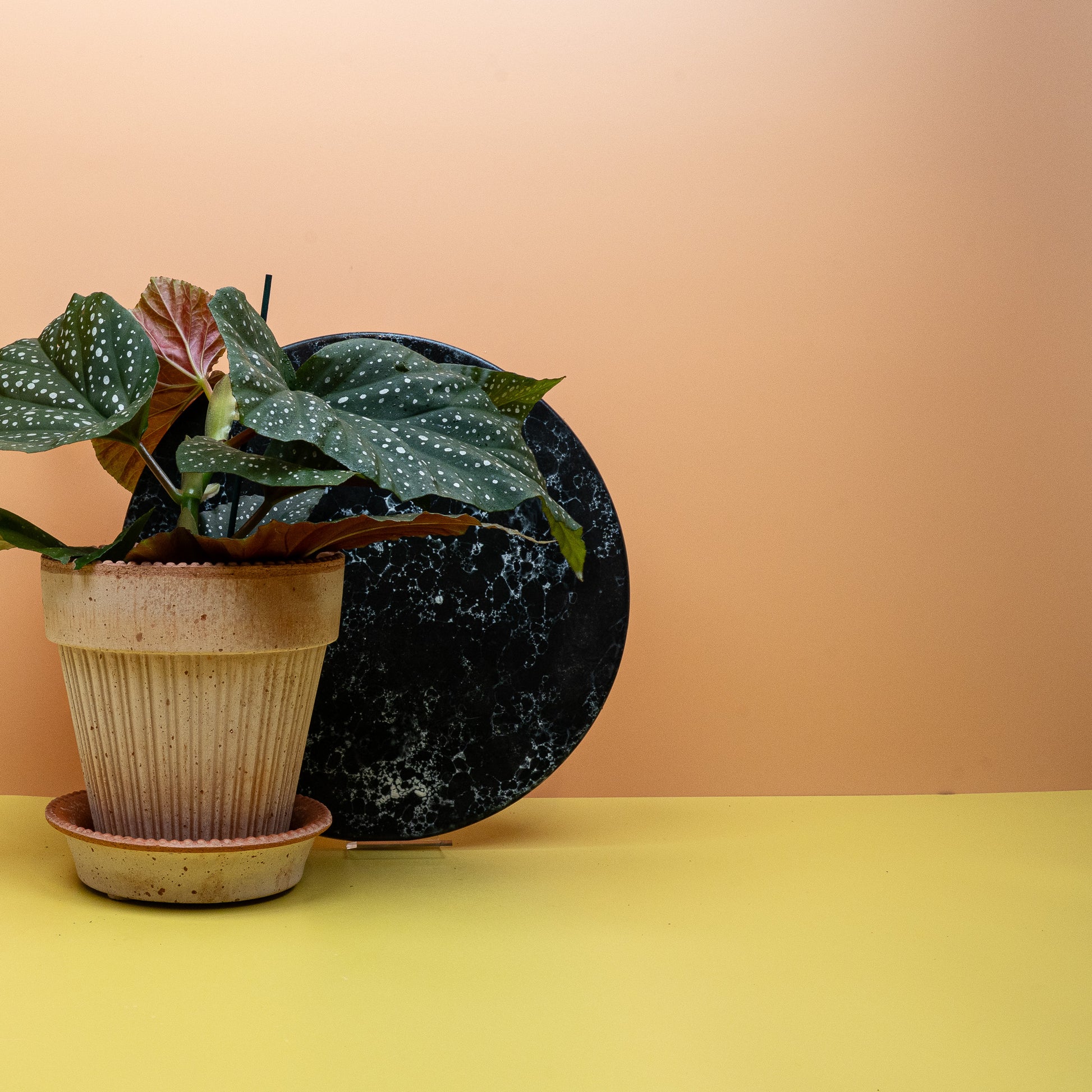 BEGONIA WINGS  CORALLINA online bestellen bei potflourri