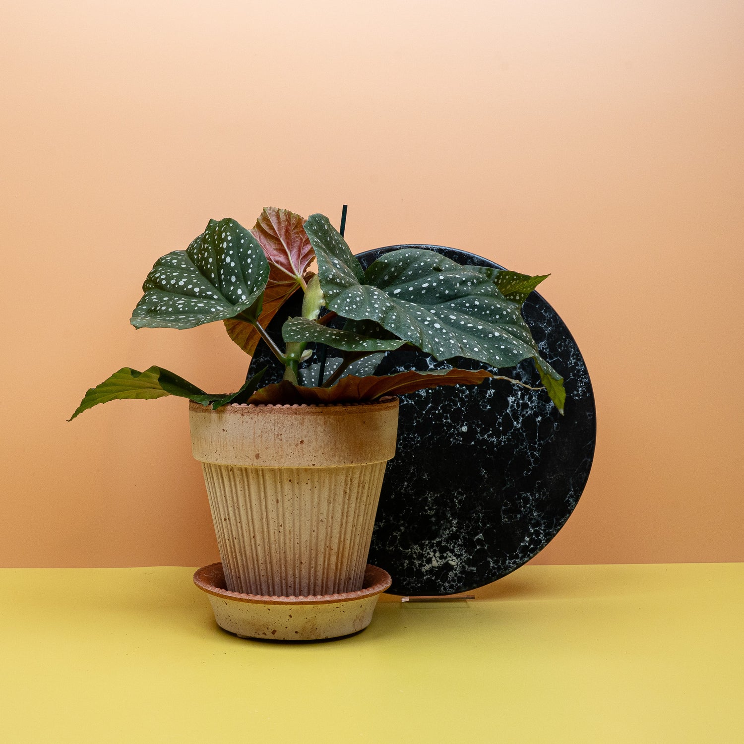 Begonia - Nahaufnahme der kontrastreichen Blattmuster einer exklusiven Begonie