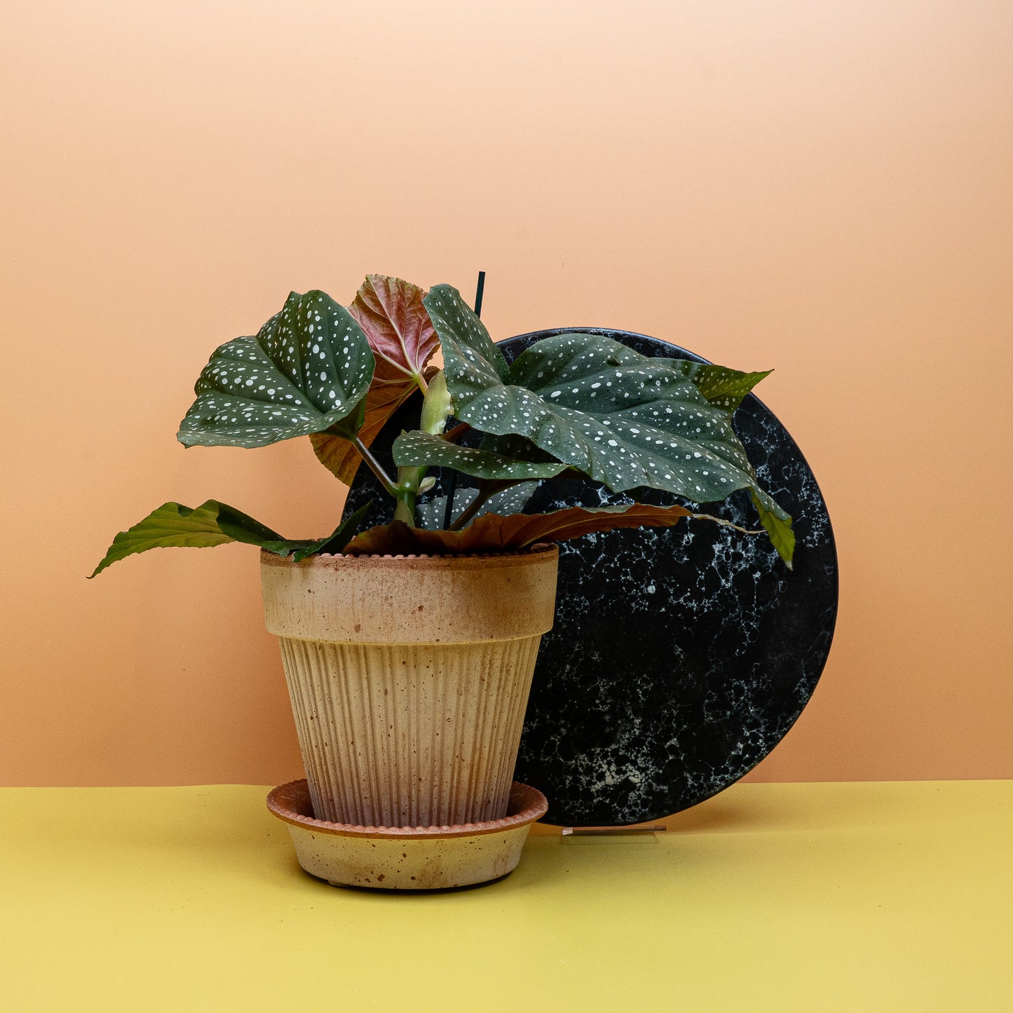 BEGONIA WINGS  CORALLINA online bestellen bei potflourri