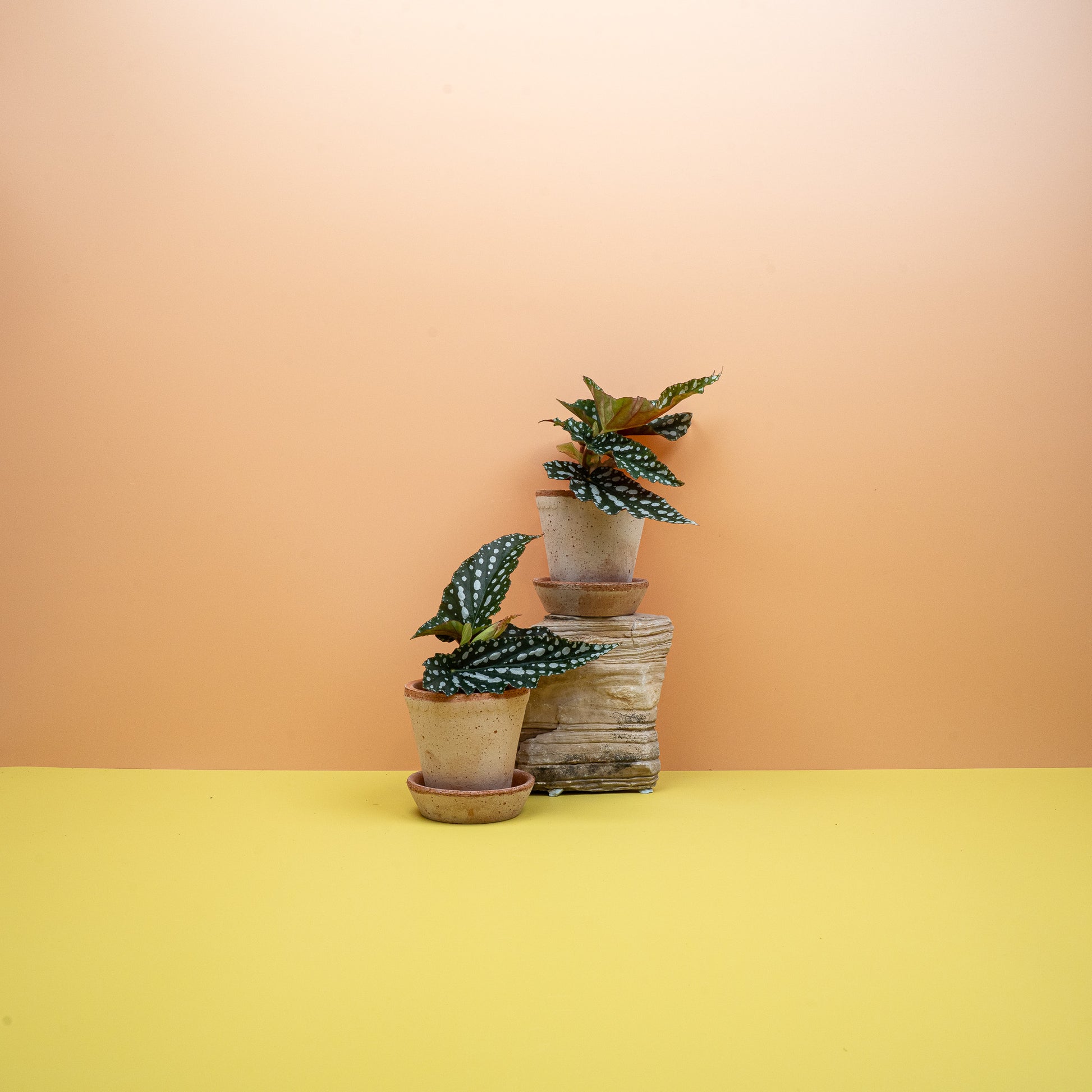 BEGONIA WINGS  CORALLINA online bestellen bei potflourri