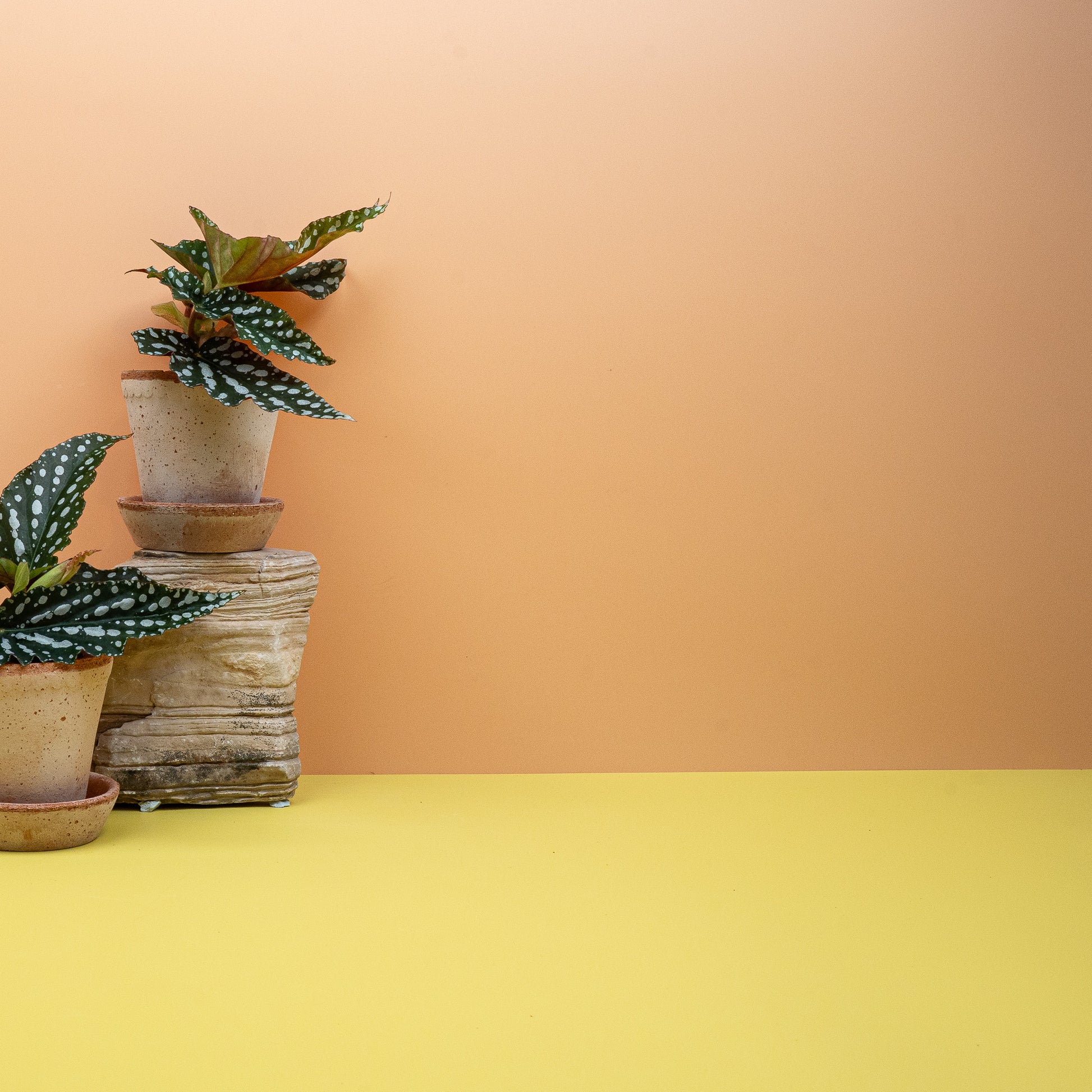BEGONIA WINGS  CORALLINA online bestellen bei potflourri