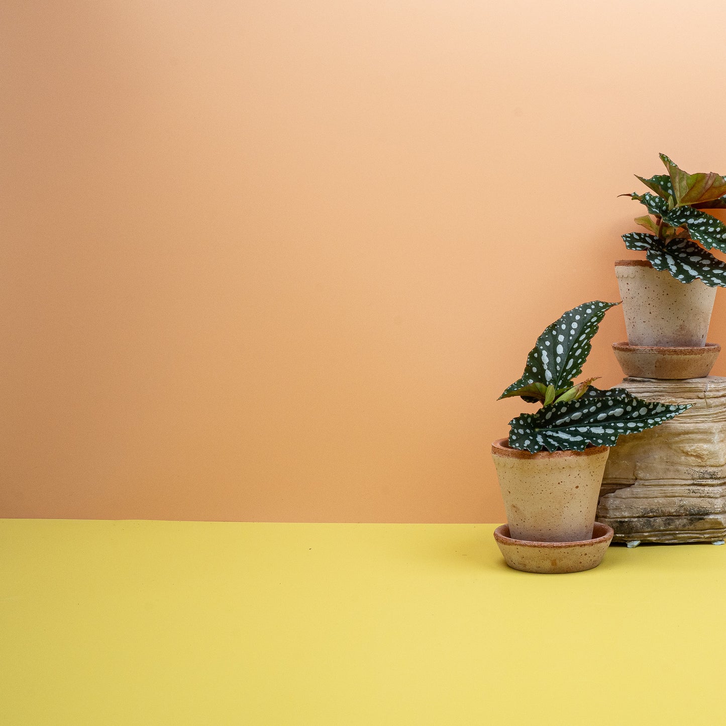 BEGONIA WINGS  CORALLINA online bestellen bei potflourri