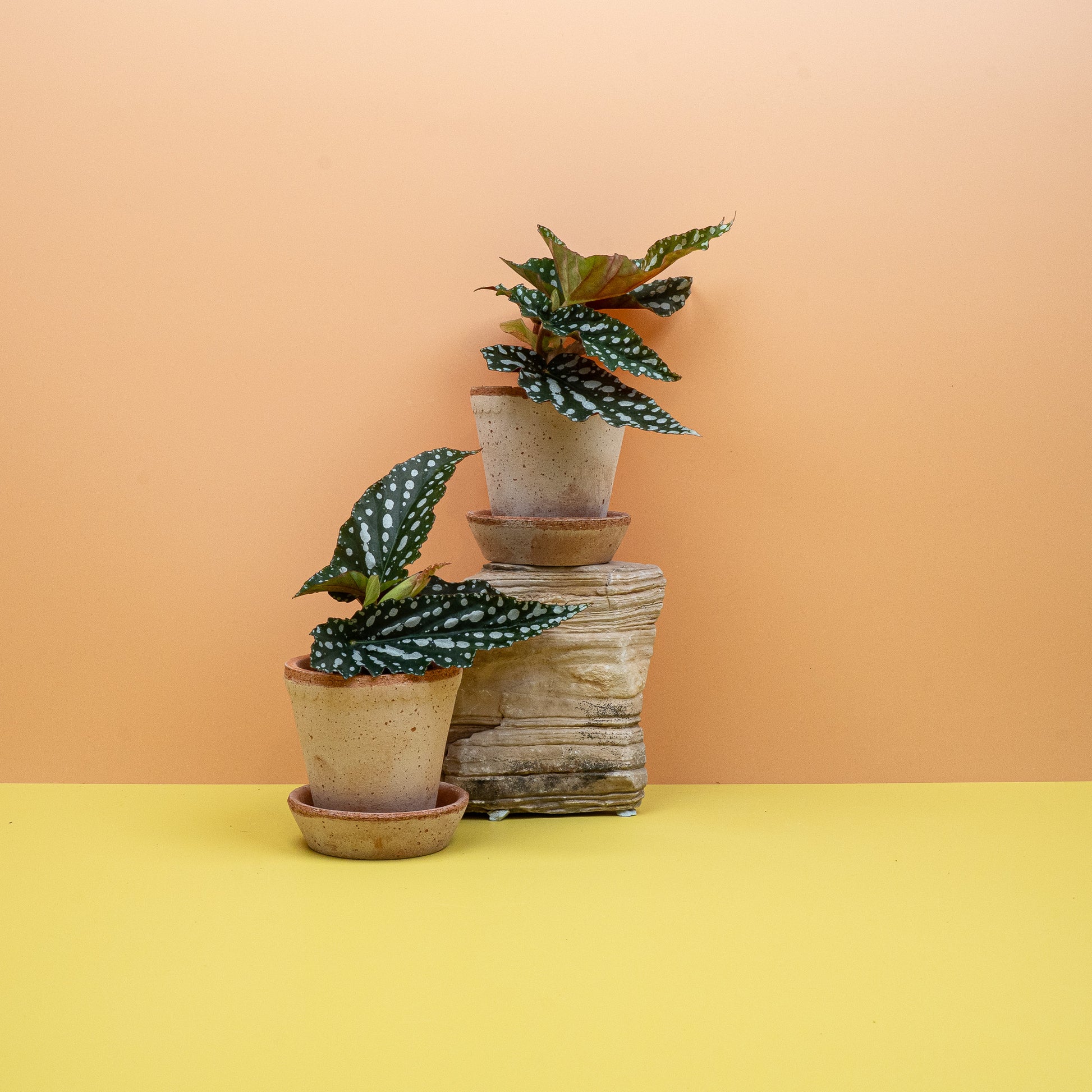 BEGONIA WINGS  CORALLINA online bestellen bei potflourri