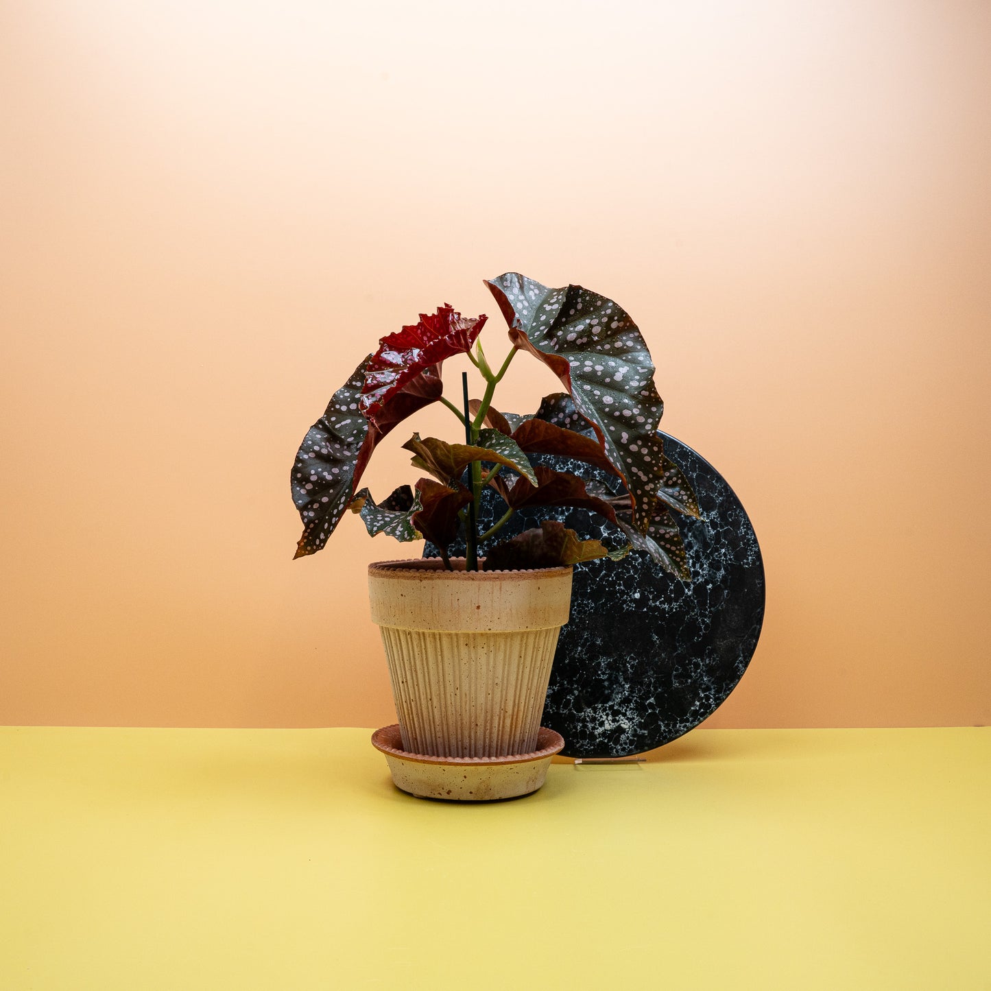 BEGONIA WINGS CRACKLIN ROSIE online bestellen bei potflourri