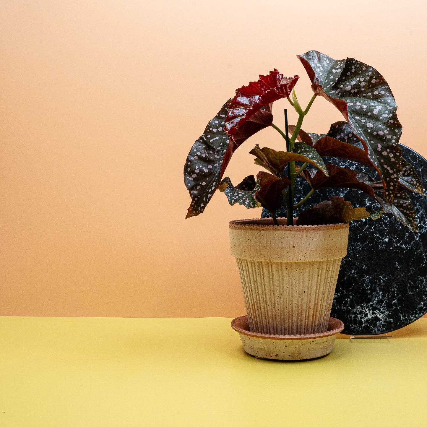 BEGONIA WINGS CRACKLIN ROSIE online bestellen bei potflourri