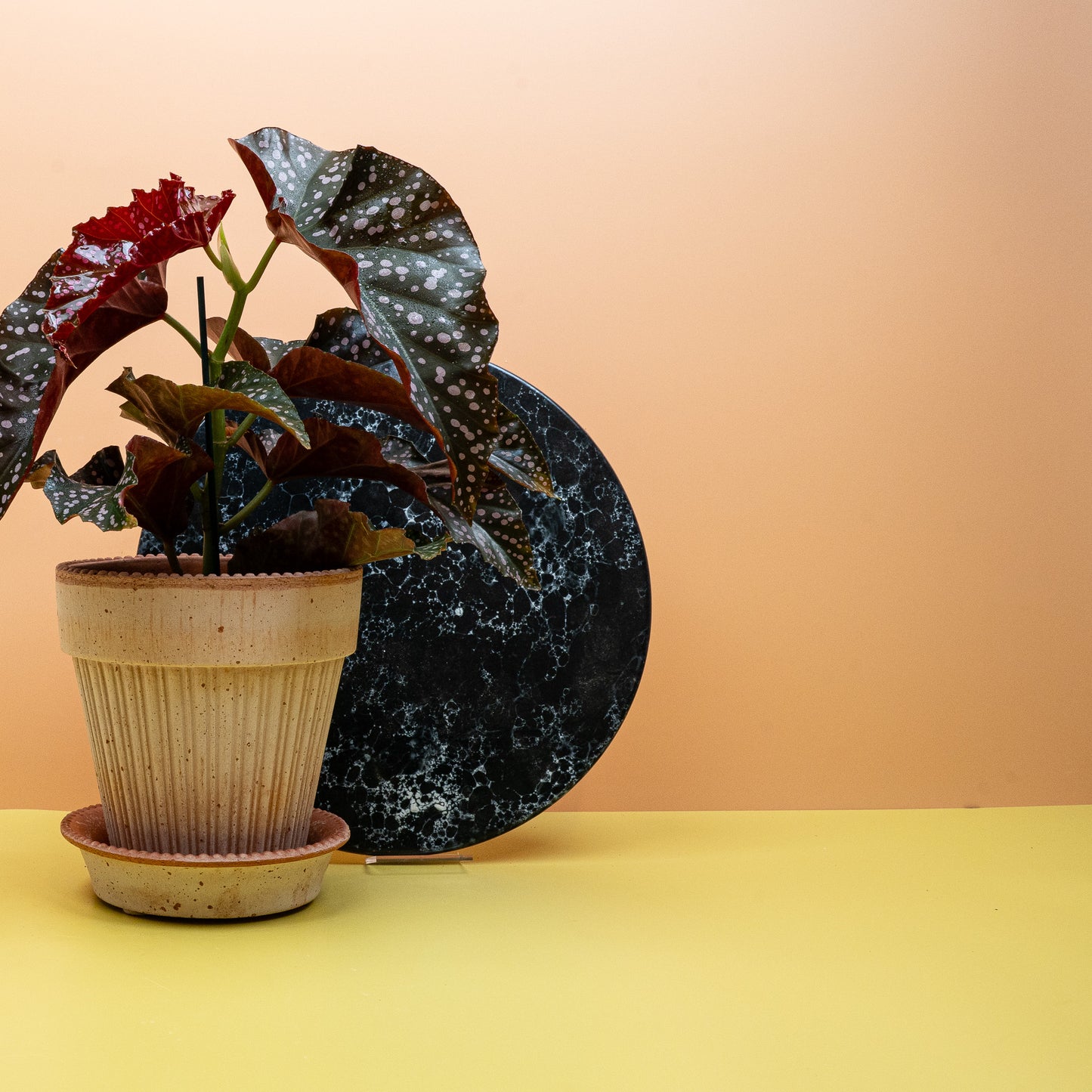 BEGONIA WINGS CRACKLIN ROSIE online bestellen bei potflourri