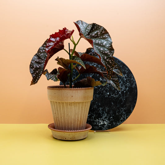 BEGONIA WINGS CRACKLIN ROSIE online bestellen bei potflourri