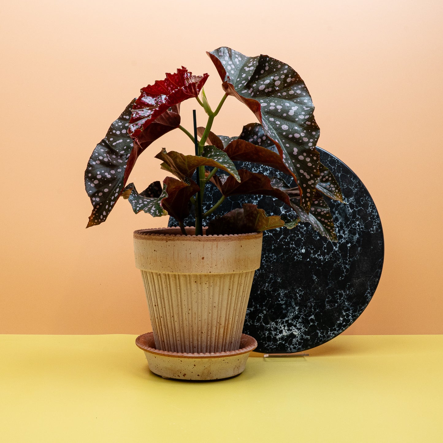 BEGONIA WINGS CRACKLIN ROSIE online bestellen bei potflourri