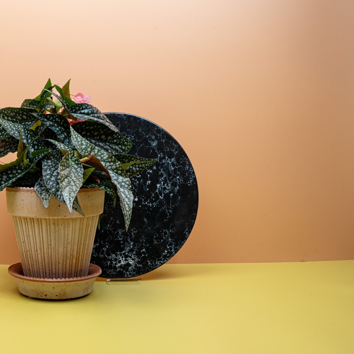 BEGONIA WINGS MACULATA SILVERSPOT online bestellen bei potflourri