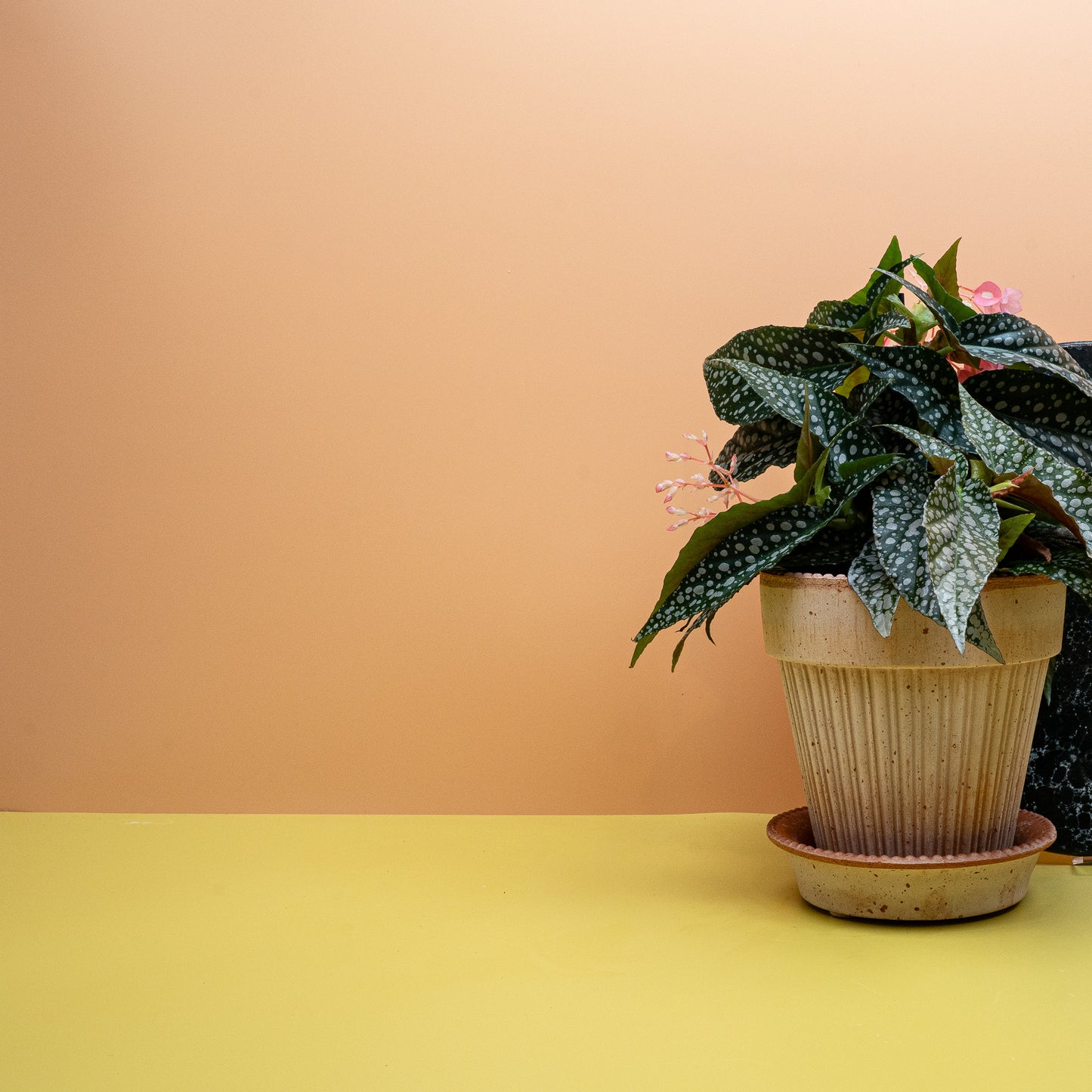 BEGONIA WINGS MACULATA SILVERSPOT online bestellen bei potflourri