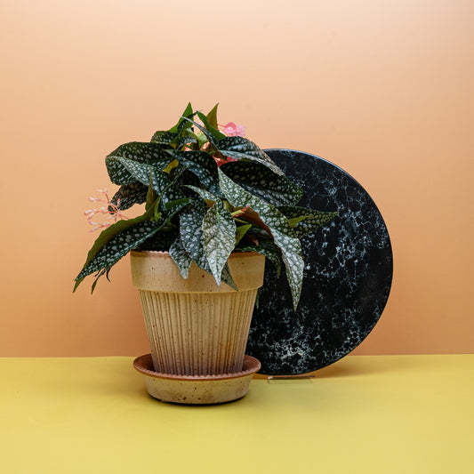 BEGONIA WINGS MACULATA SILVERSPOT online bestellen bei potflourri