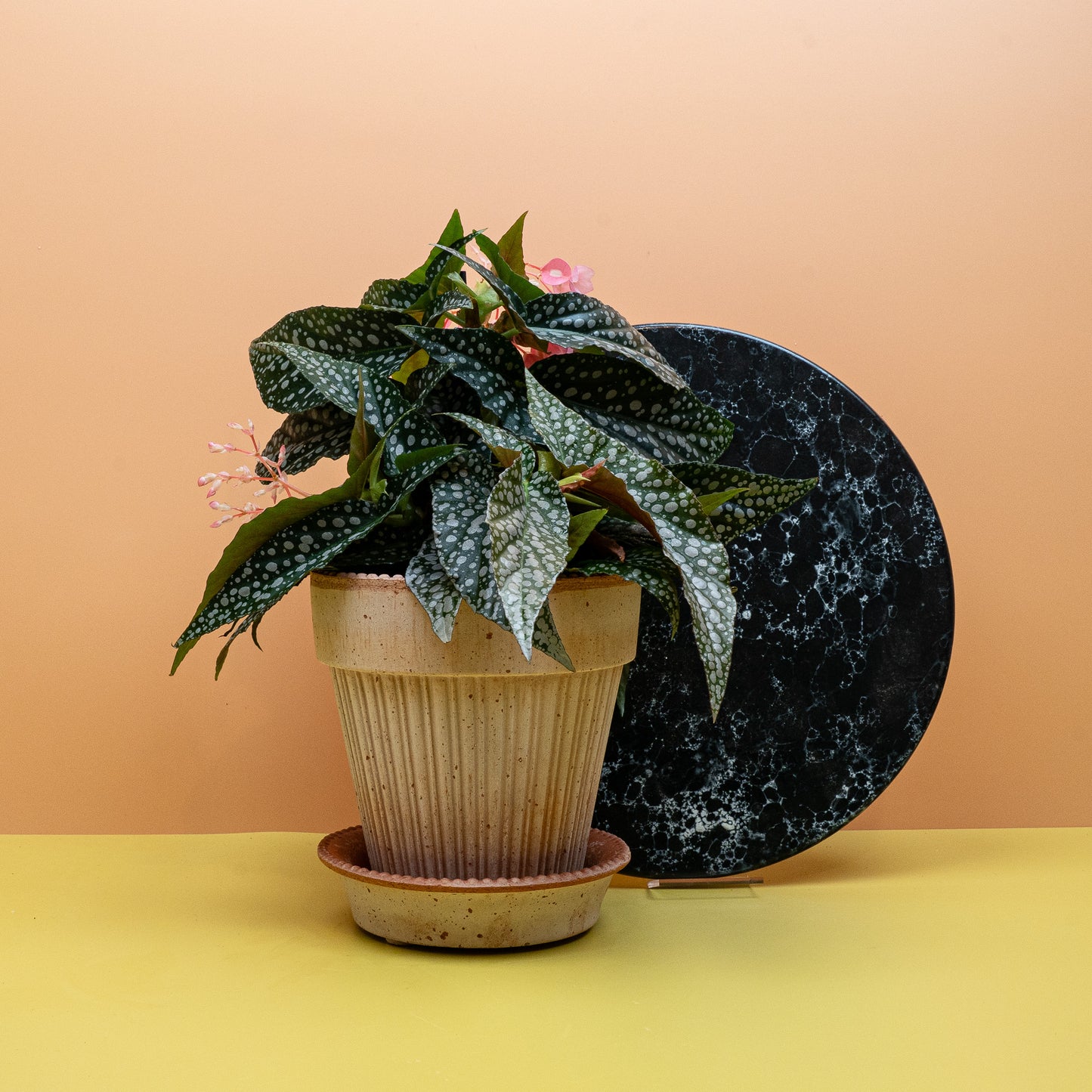 BEGONIA WINGS MACULATA SILVERSPOT online bestellen bei potflourri