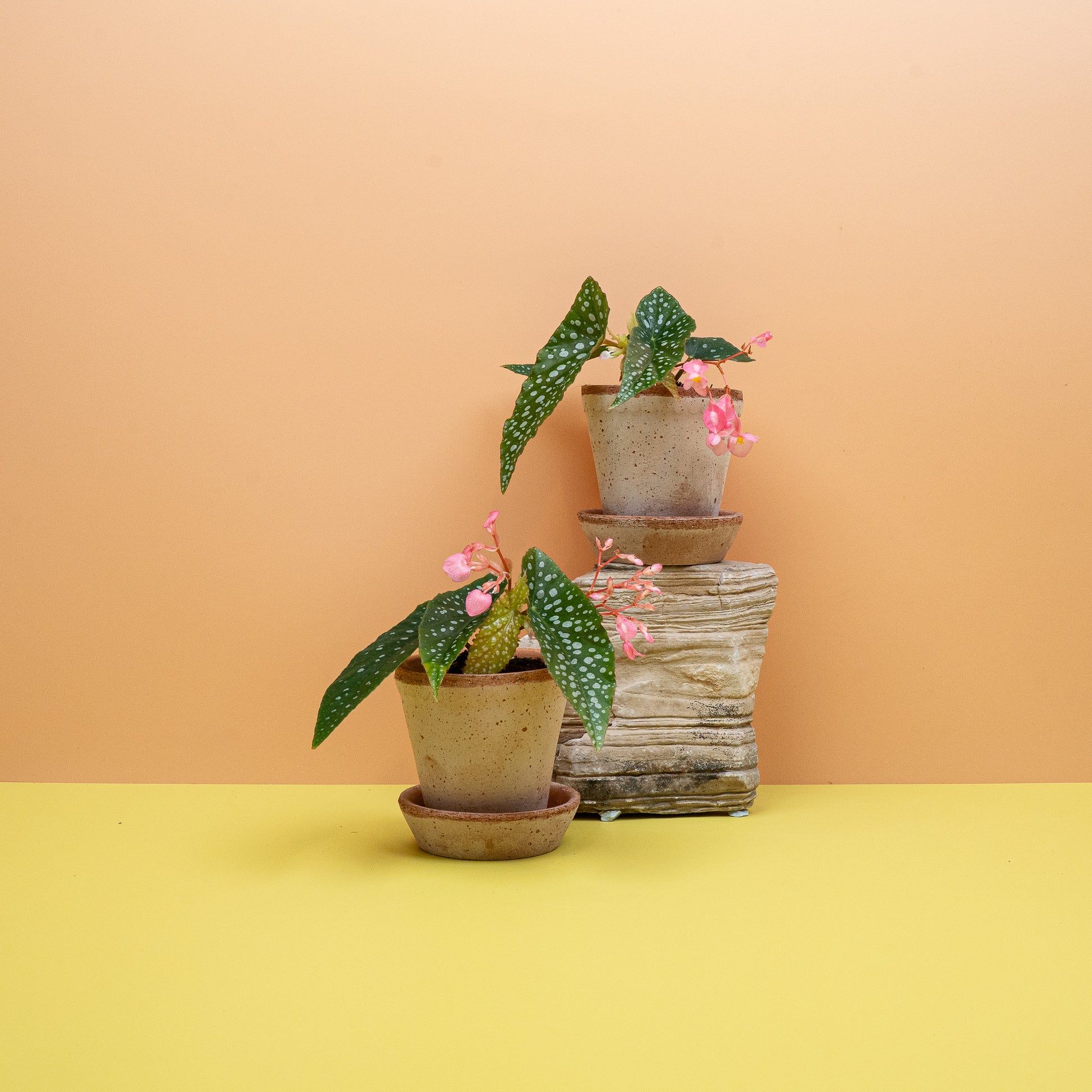 BEGONIA WINGS MACULATA SILVERSPOT online bestellen bei potflourri