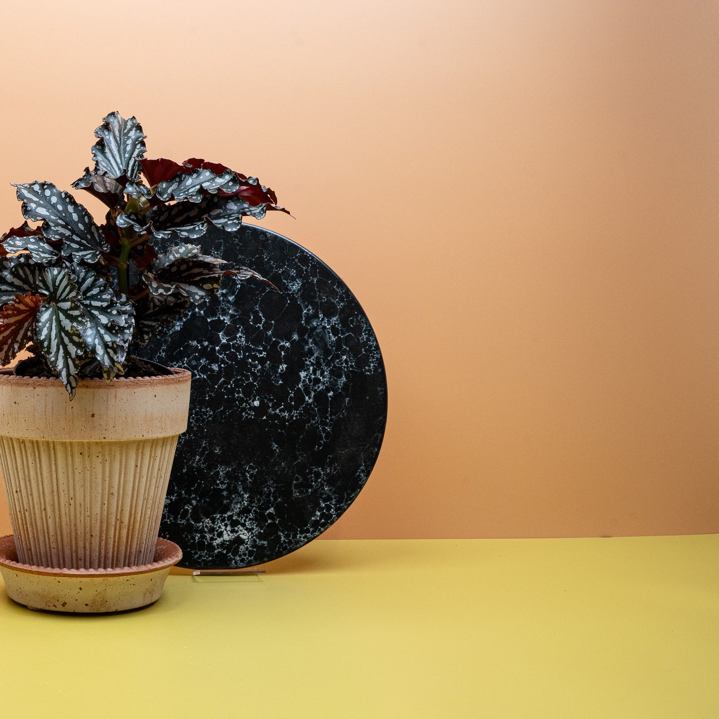 BEGONIA WINGS RUBY COMPACT online bestellen bei potflourri