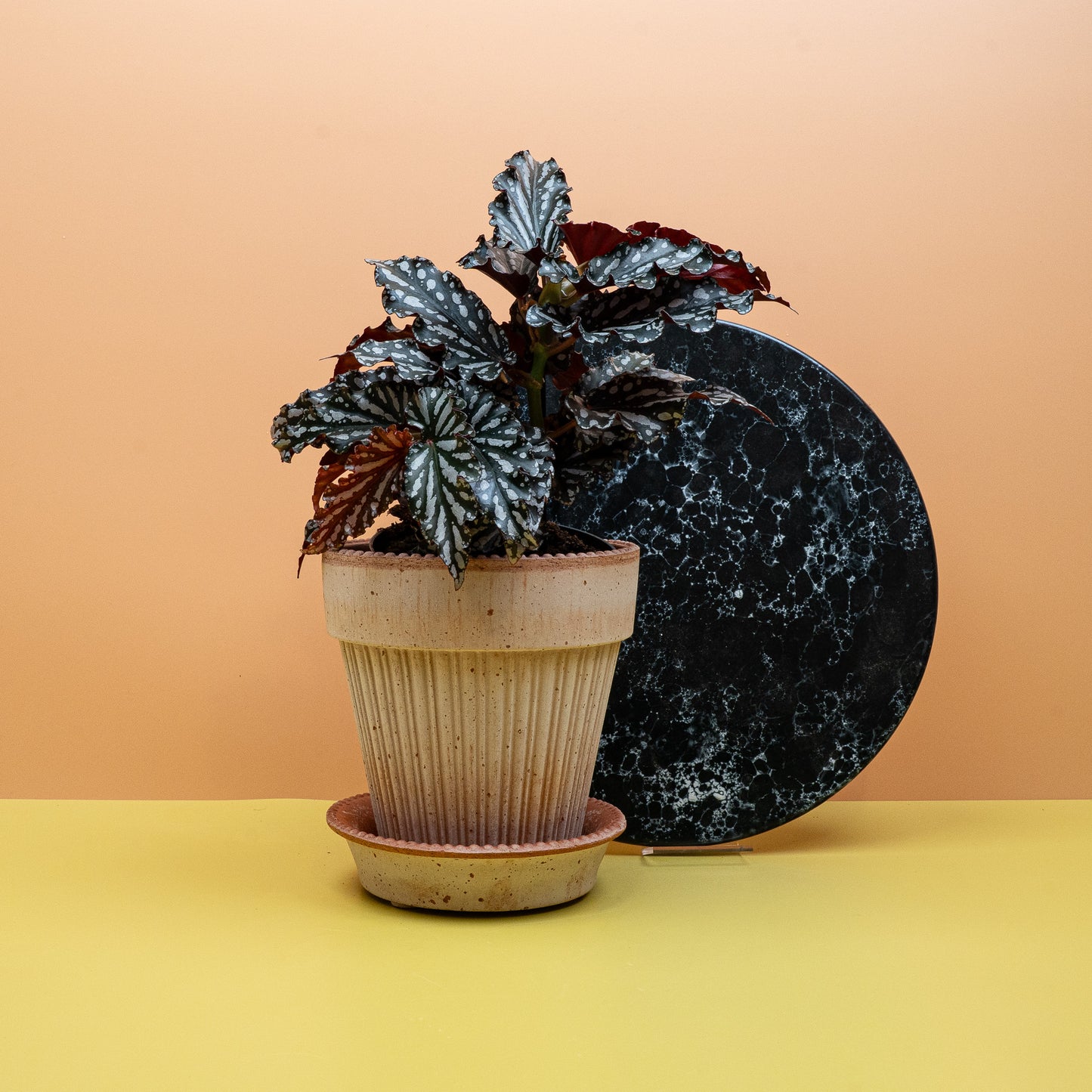 BEGONIA WINGS RUBY COMPACT online bestellen bei potflourri